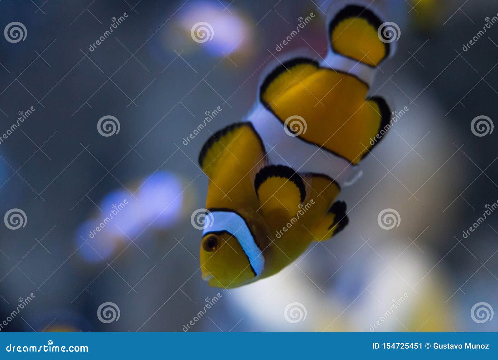 the clownfish amphiprioninae also called anemonefish, next to an sea anemone