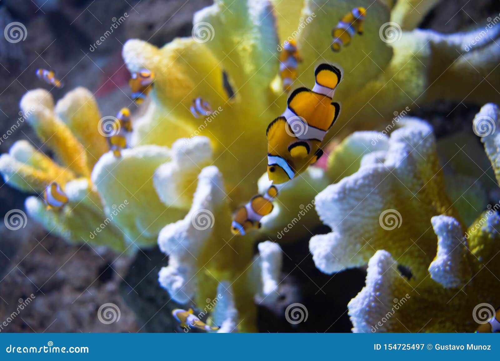 the clownfish amphiprioninae also called anemonefish, next to an sea anemone