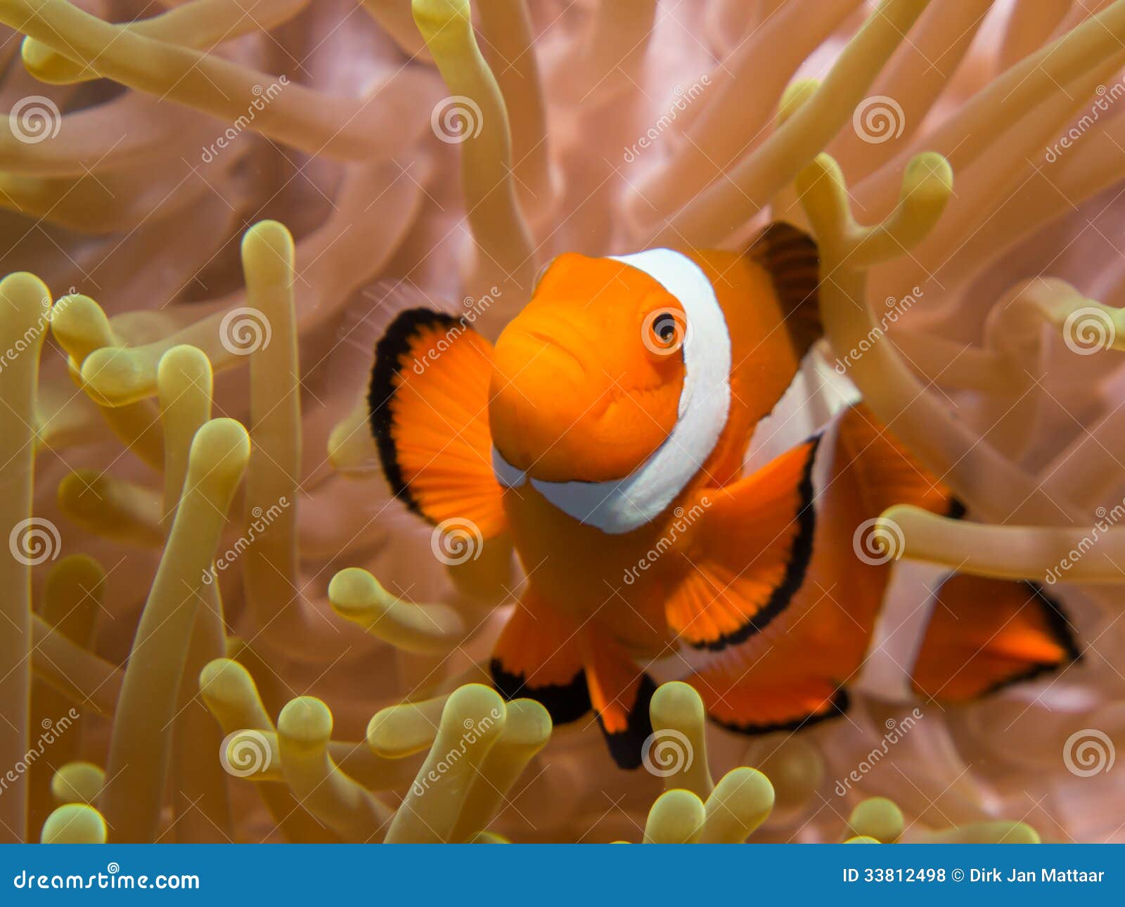 2,412 Bunaken Sulawesi Indonesia Fotos de stock - Fotos libres de regalías  de Dreamstime, image size:1600x1290