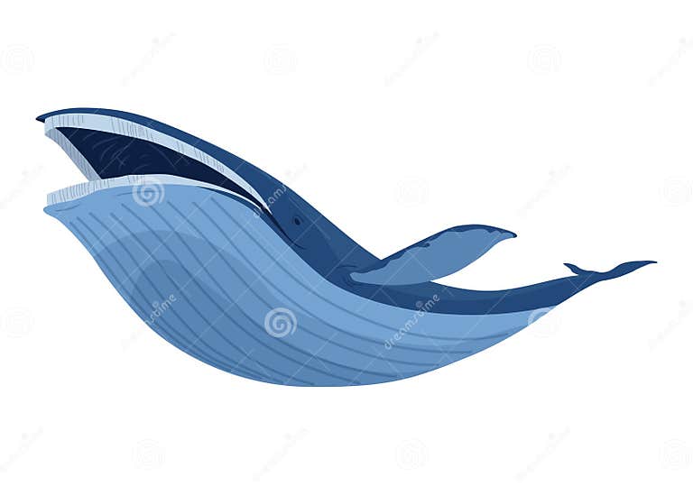 Clue Whale, Aquatic Mammal. Awesome Marine Animal. Cartoon Vector