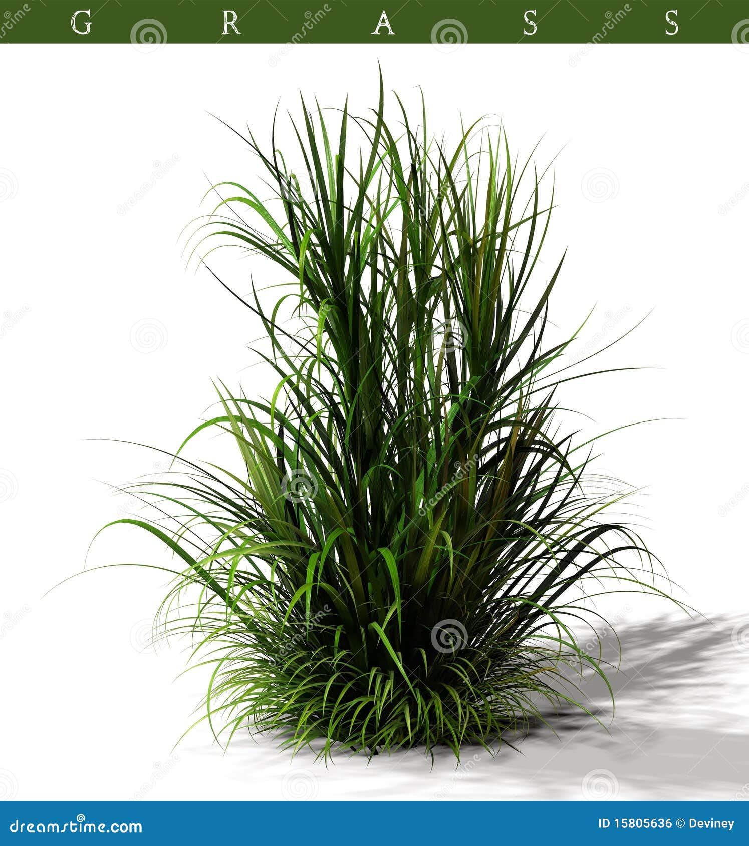 Clump of grass stock illustration Illustration of plant 