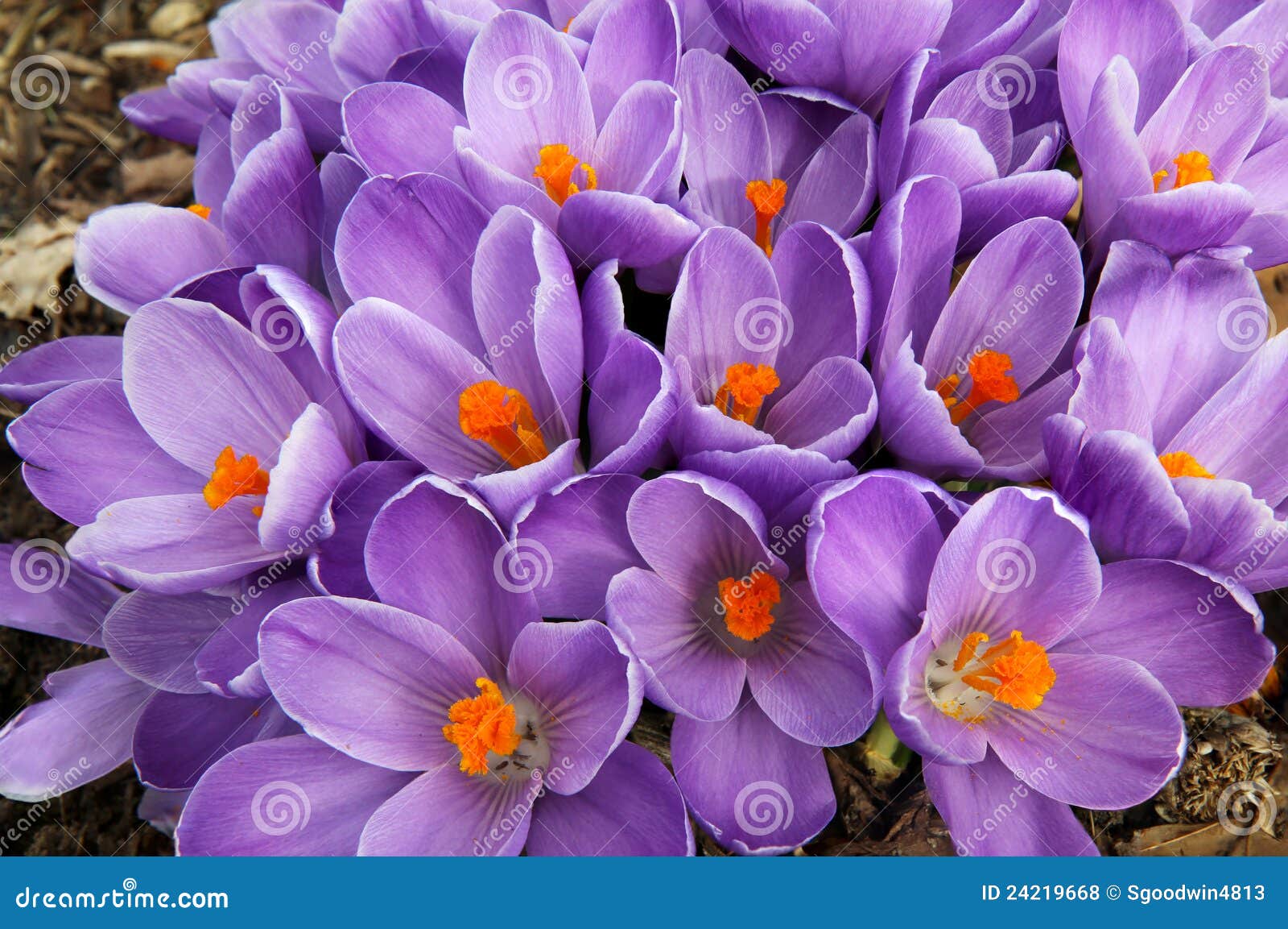 clump of purple crocus flowers