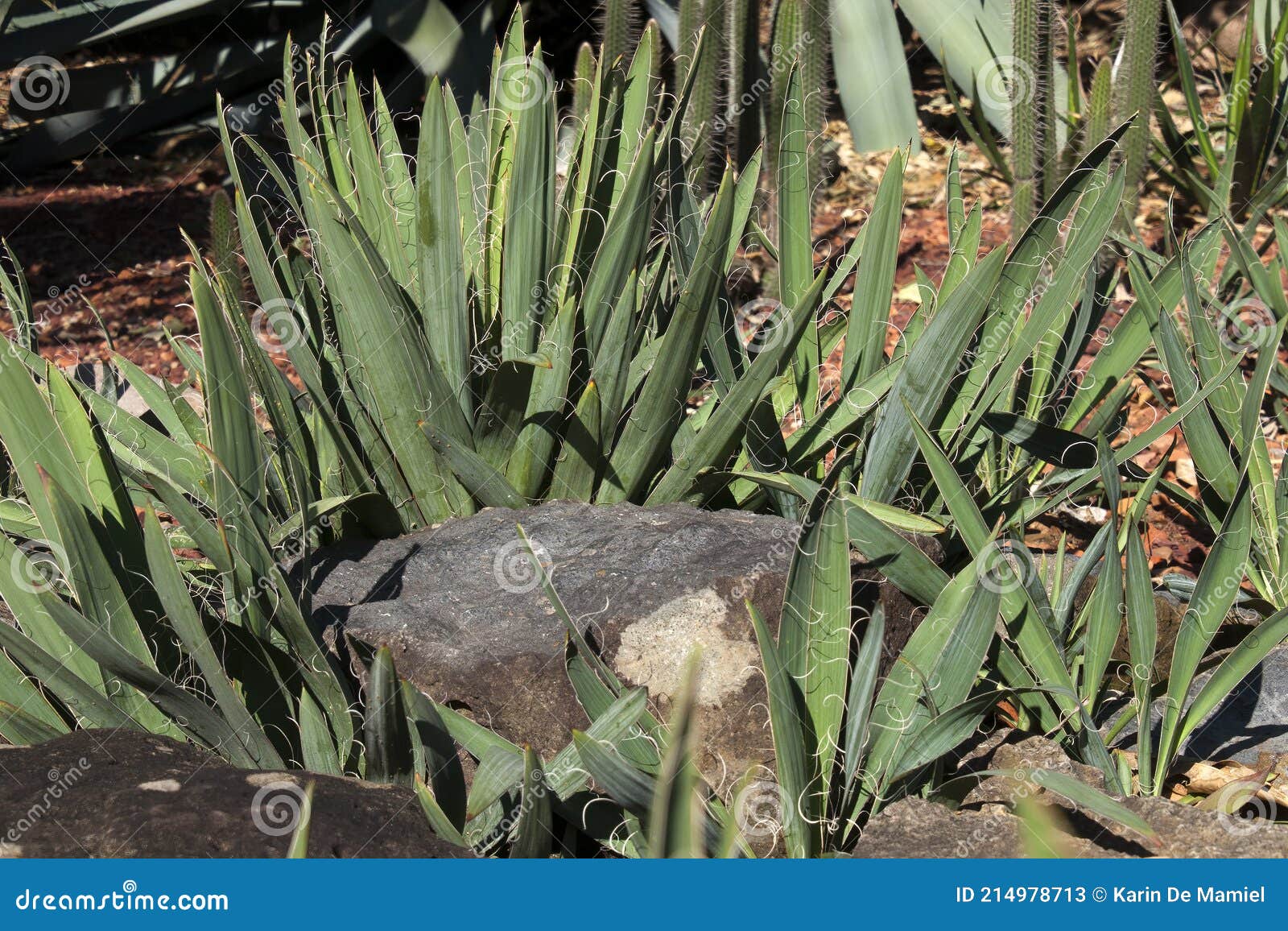 clump of yucca flaccidia plant with wispy strings along edge of leaves