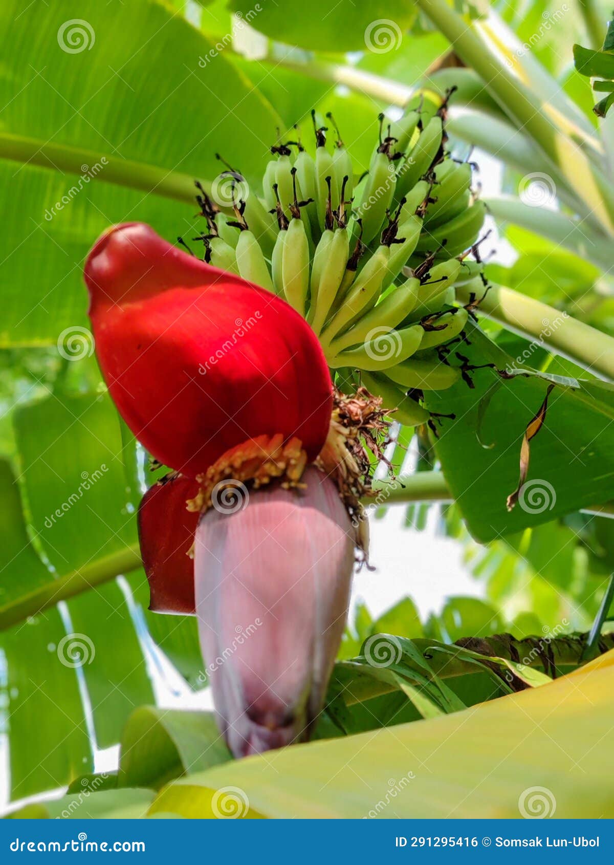 Cluster of Bananas with Flower Hanging on Tree. Stock Photo Image of