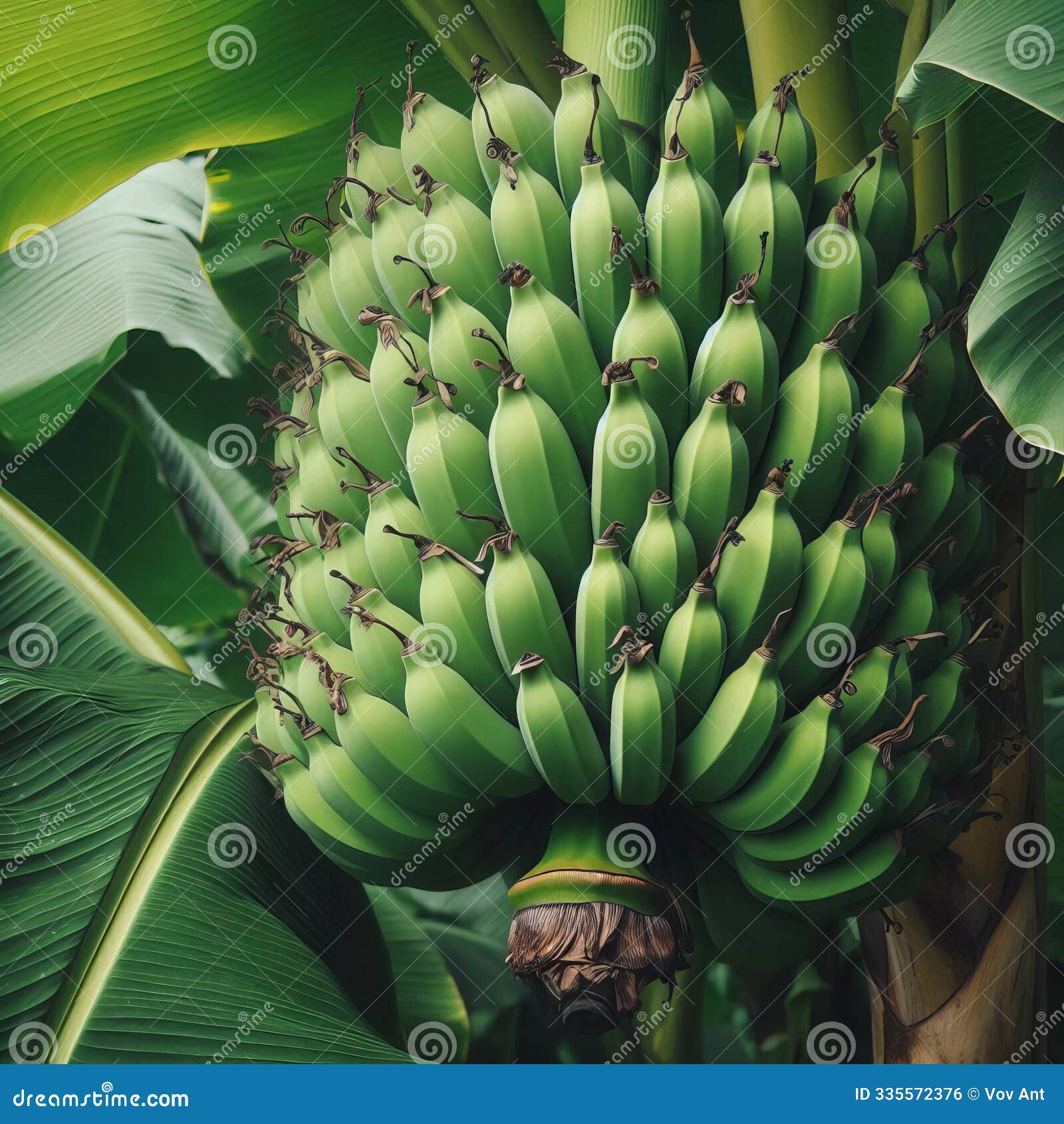 cluster of bananas on a plant a bunch of green bananas still att creative unusual