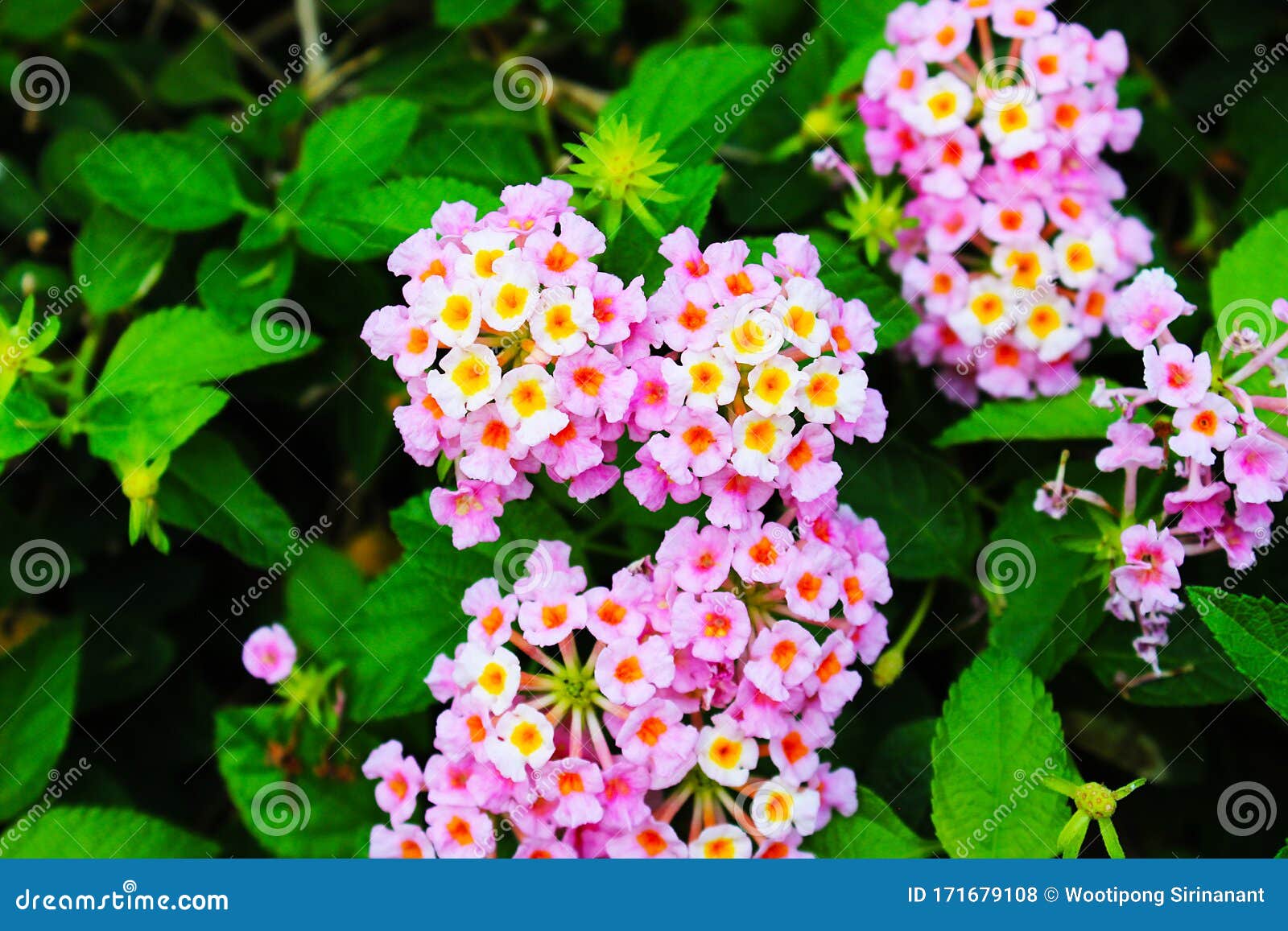 A Cluster of Beautiful Pink White and Yellow Tiny Flowers Stock Photo