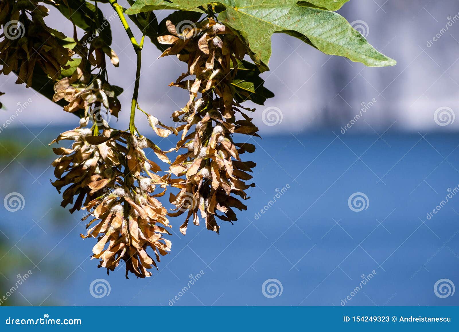 a cluster of the big leaf maple acer macrophyllum winged seeds samaras that detach in pairs and are blown by the wind like