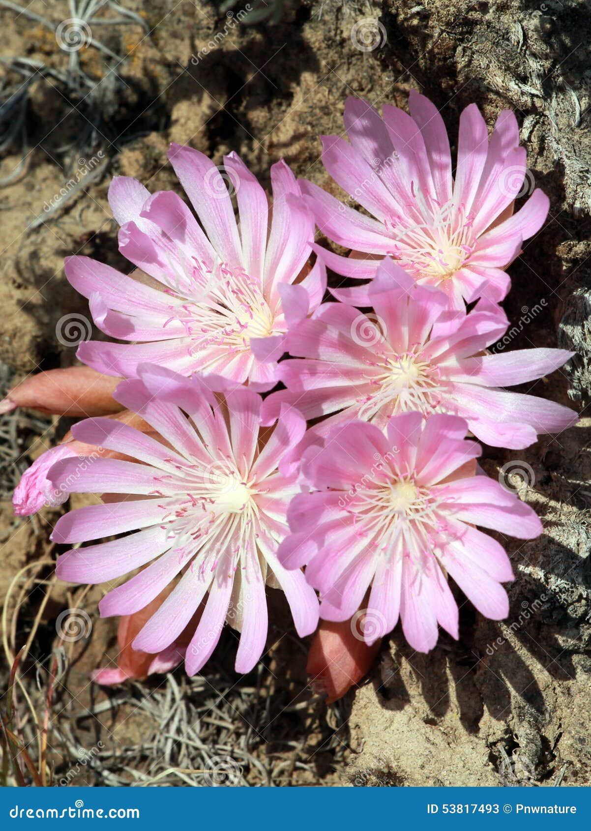 cluster of bitterroot flowers - lewisia rediviva