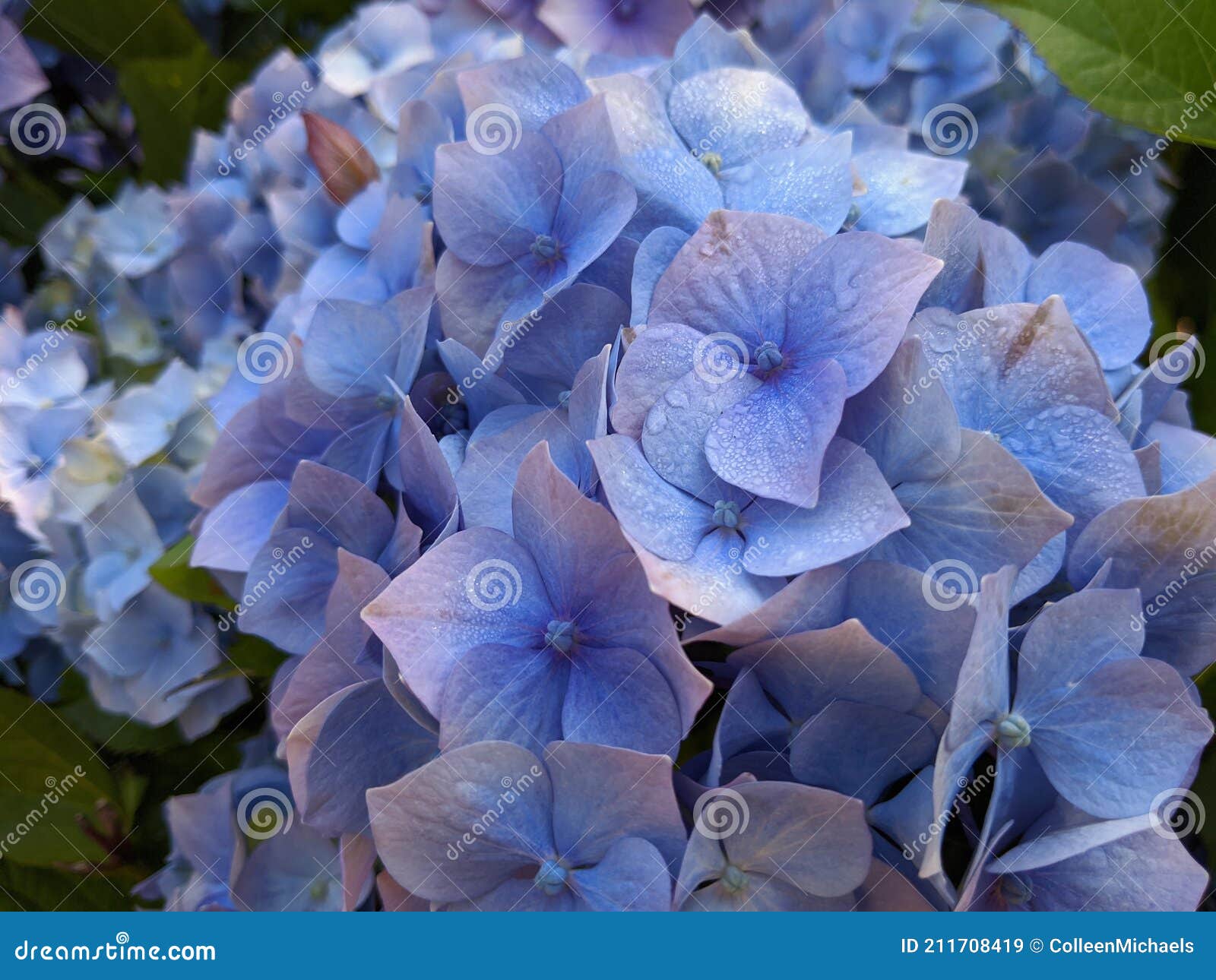 A Cluster of Blue Flowers on a Bush Stock Image Image of floral