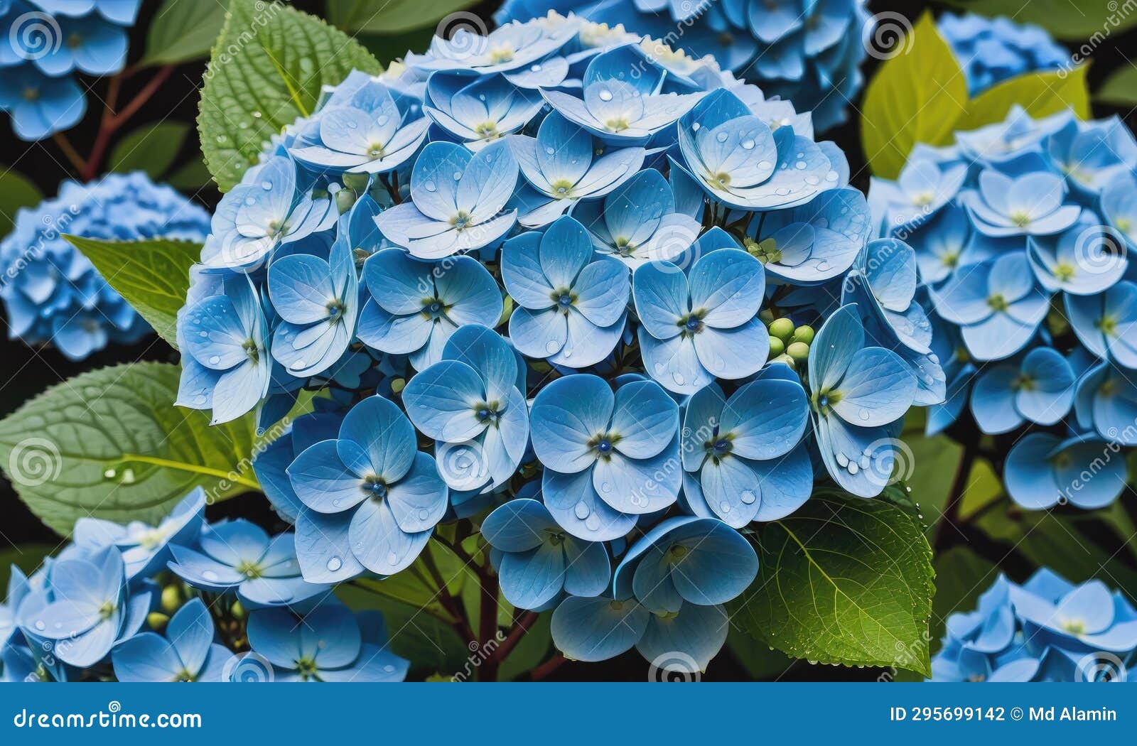A Cluster of Blue Hydrangea Flowers with Dew Drops Stock Illustration