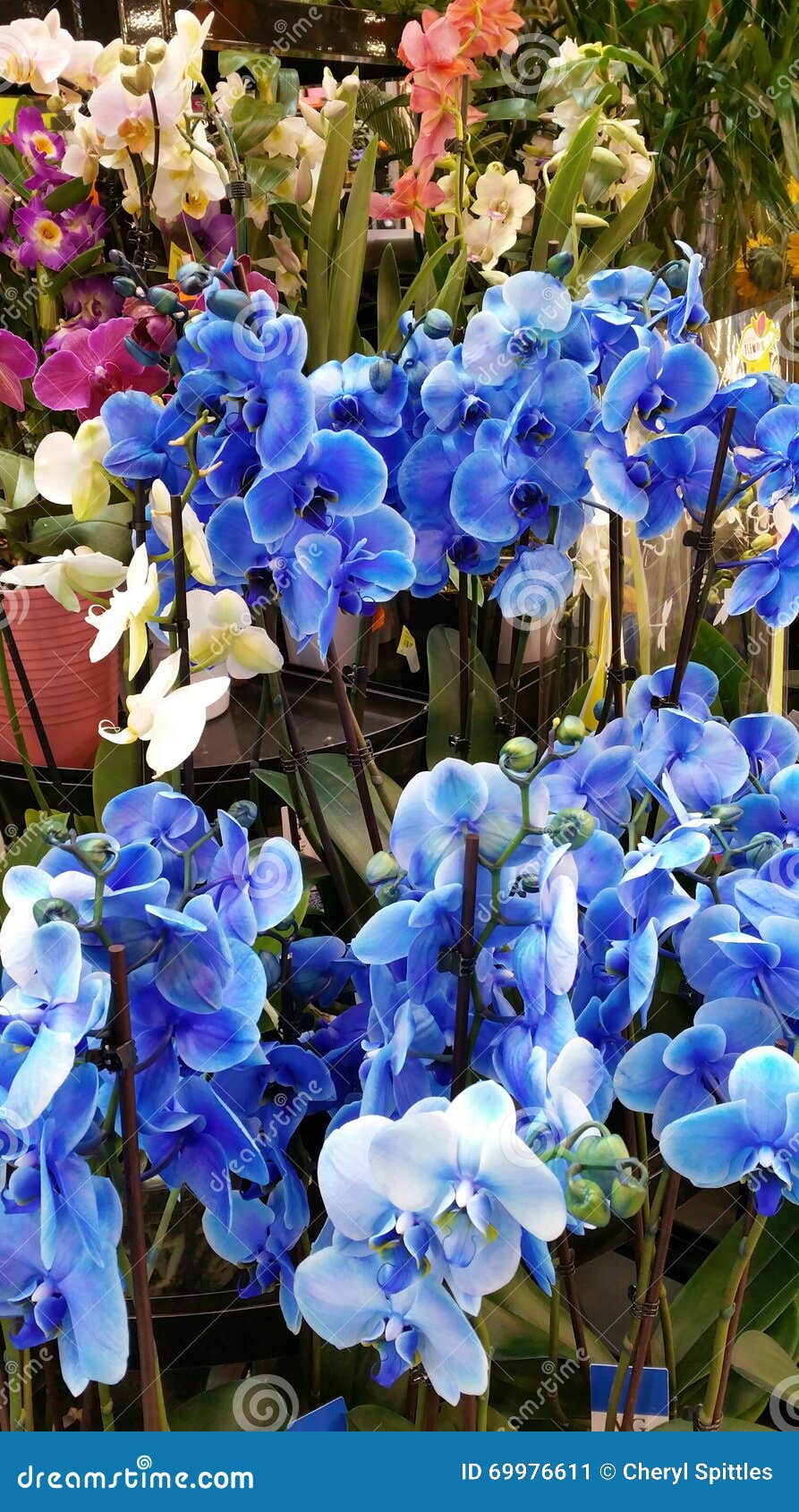 Cluster of blue orchids stock image. Image of long, foliage 69976611