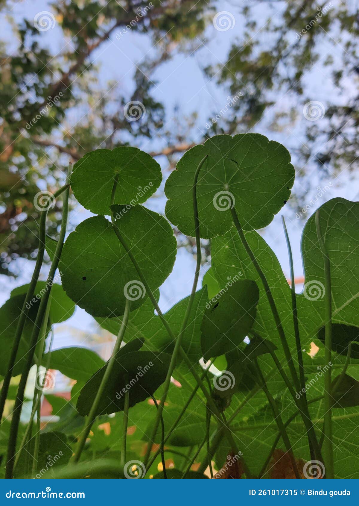 The Cluster of Brahmi Leaves Stock Image Image of leaf, green 261017315