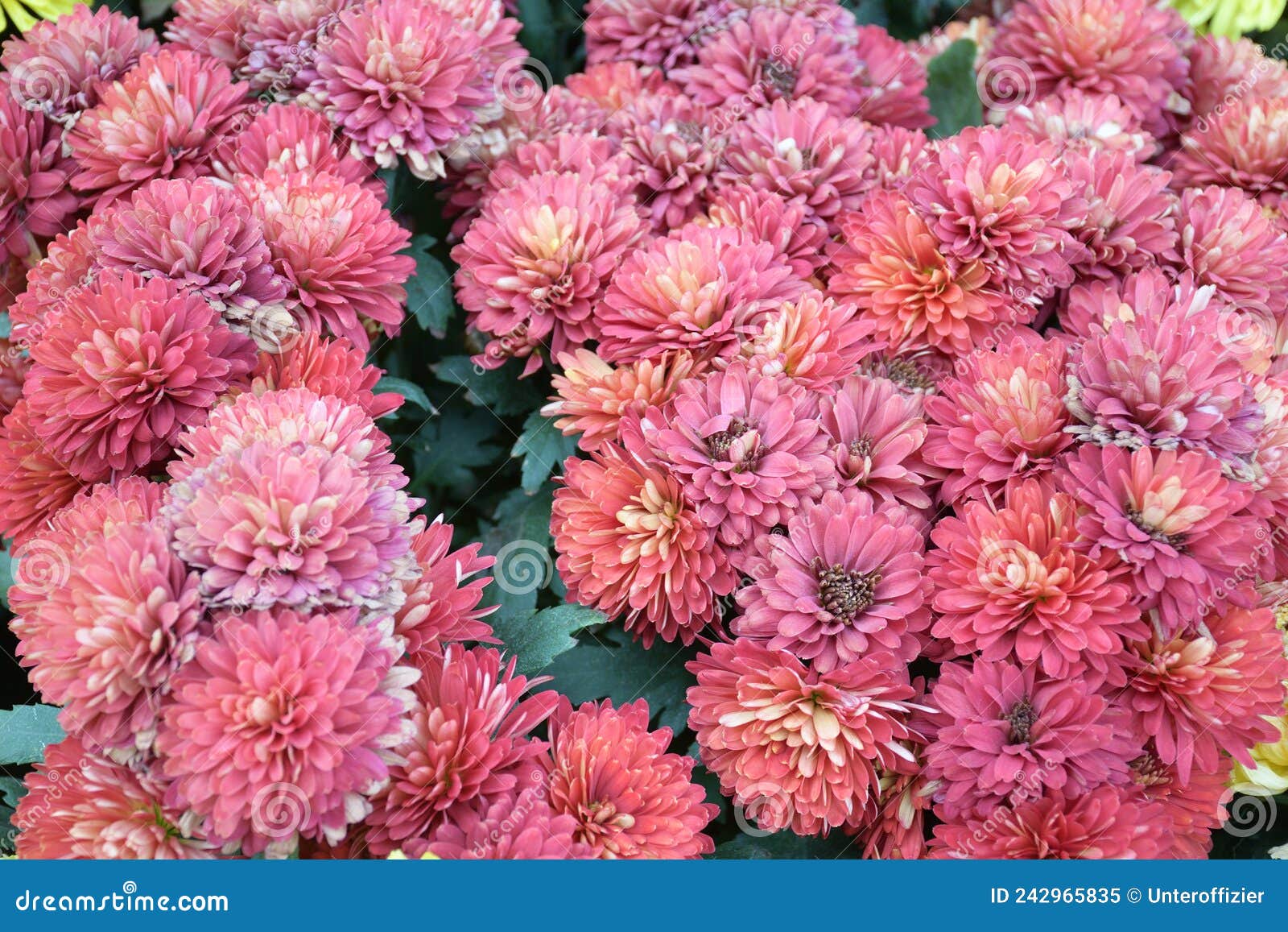 A Cluster of Bright Red Florists Chrysanthemum Flowers in the Wild ...