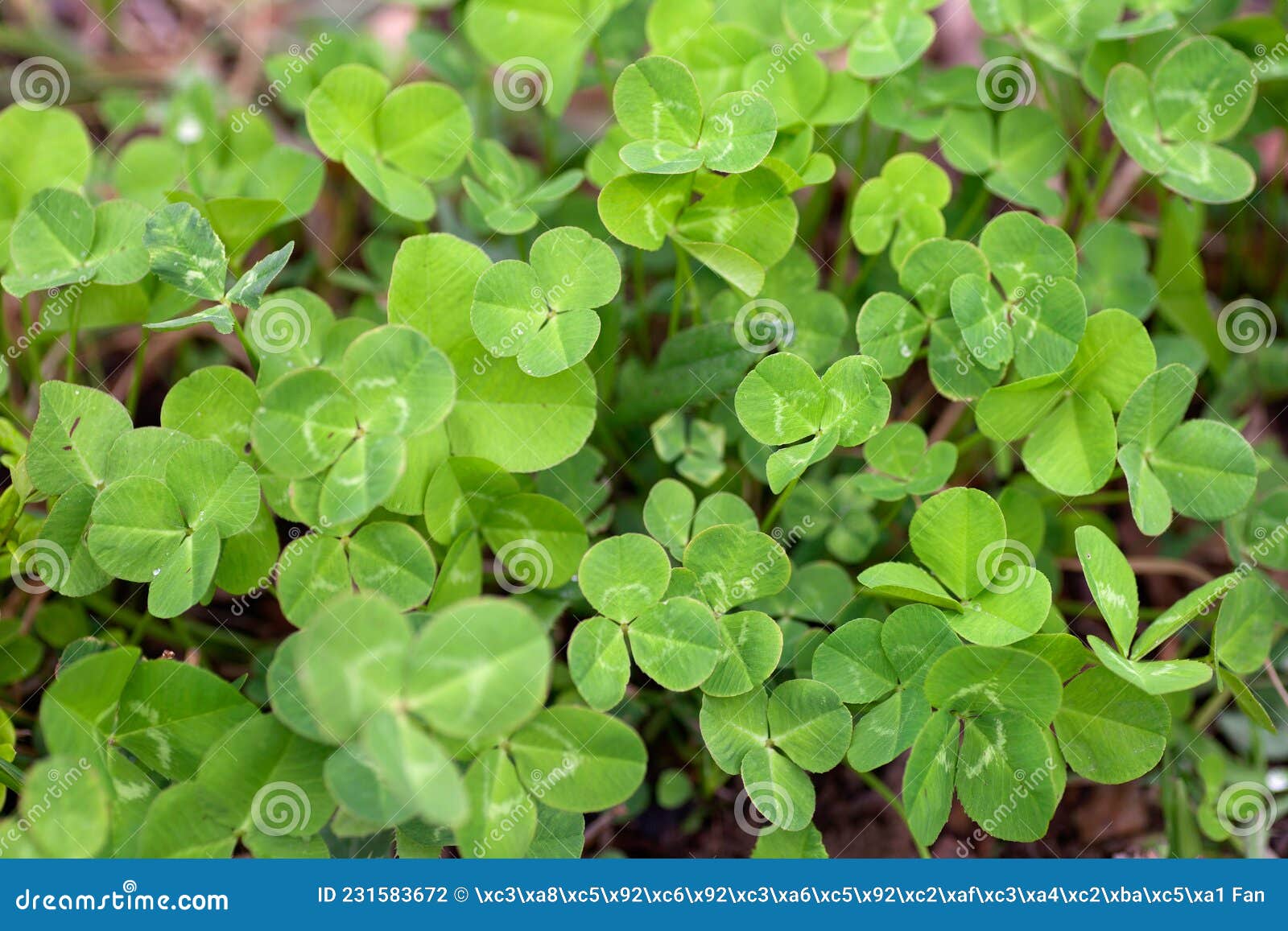 A Cluster of Clover Growing on Outdoor Grassland Stock Photo Image of