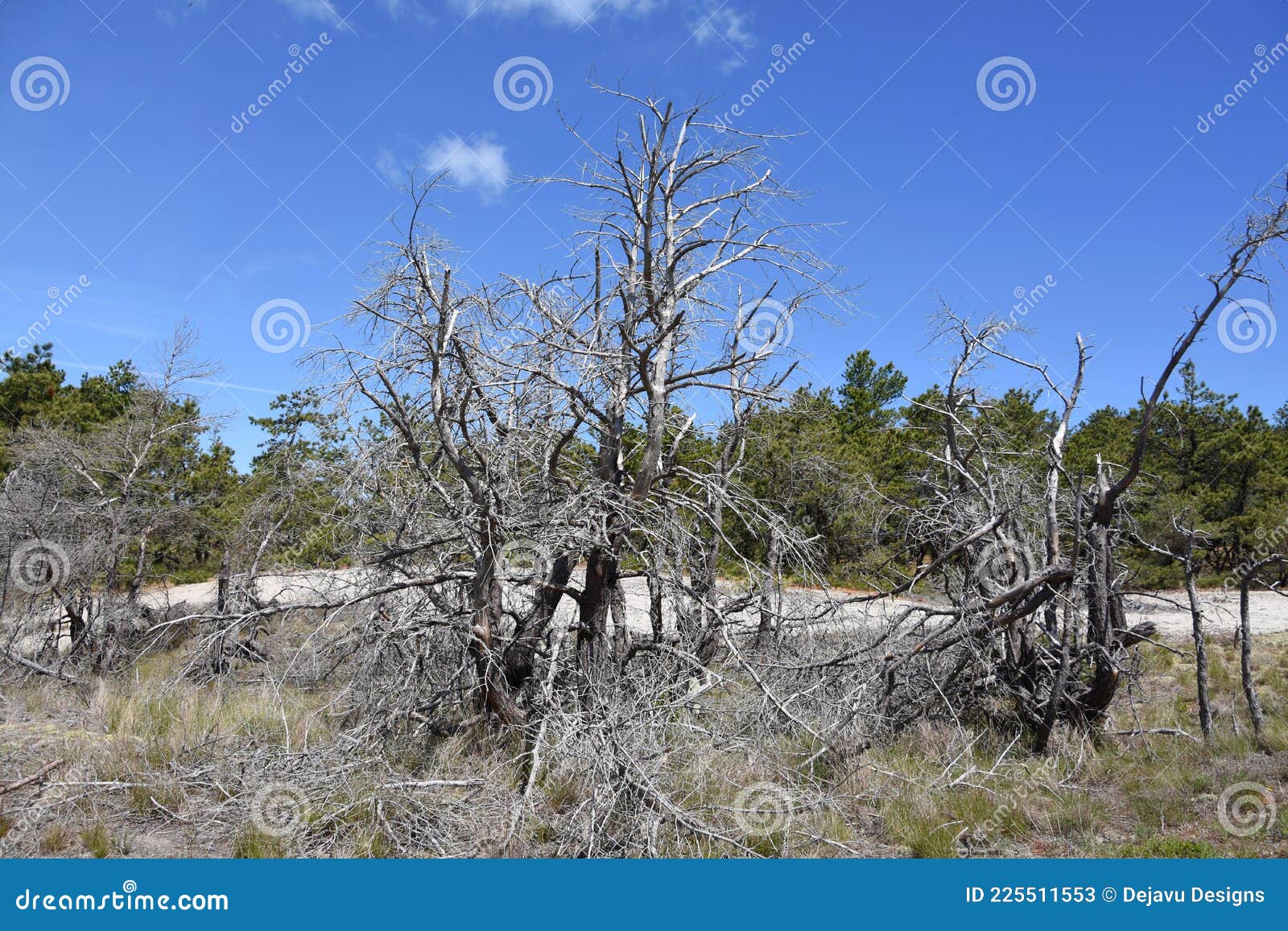 Cluster of Dry Dead Trees on the Cape Stock Image Image of dead
