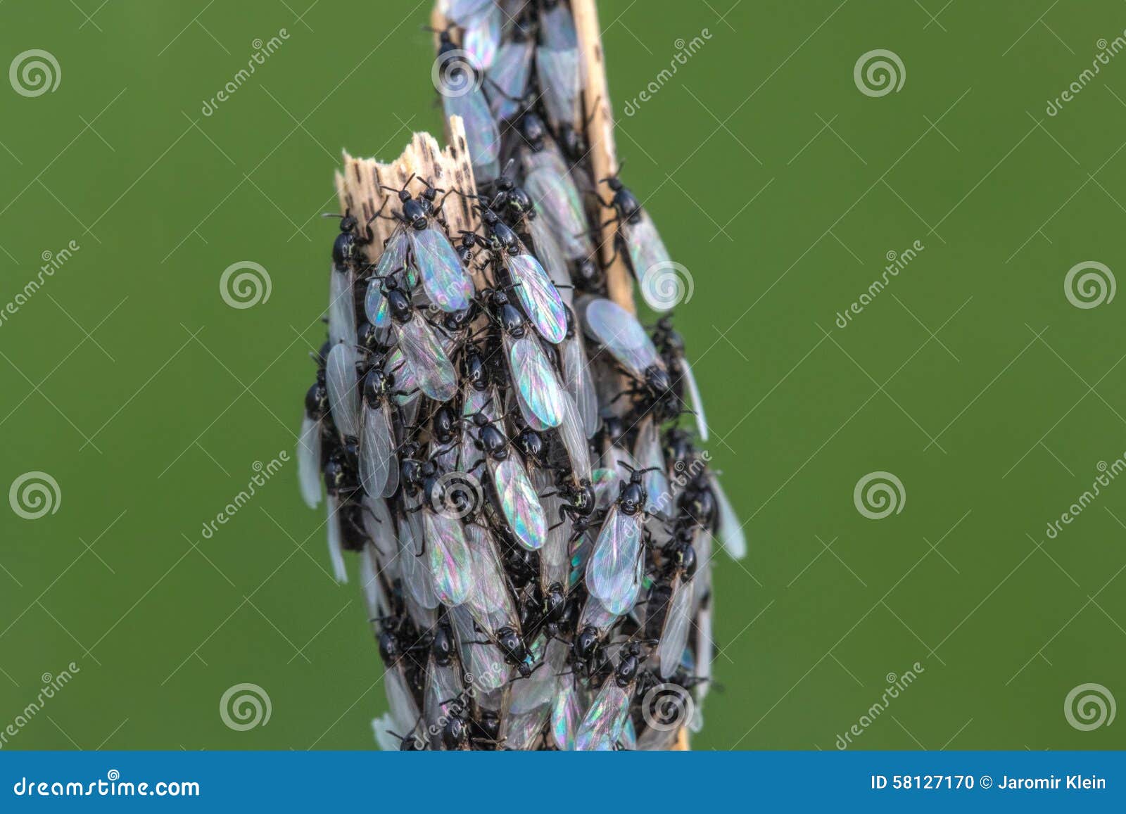 cluster flies with pearl wings