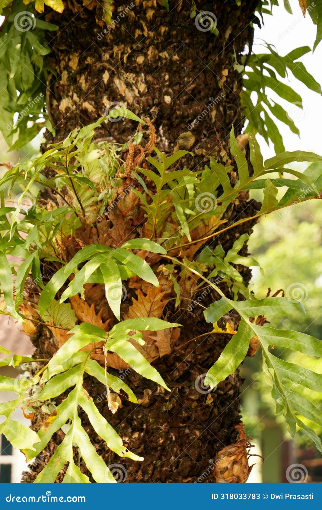 a cluster of fresh green aglaomorpha fortunei plants clinging to a cycas rumphii trunk
