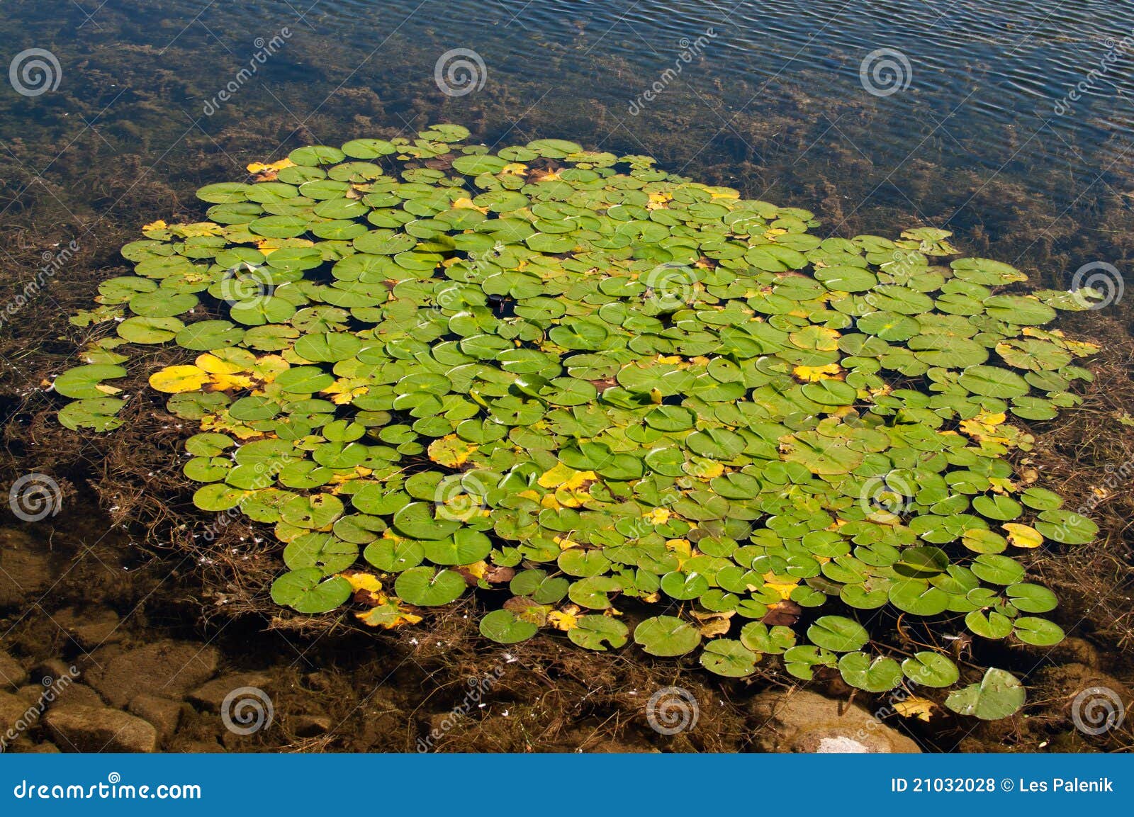 Cluster of green lily pads stock photo. Image of green 21032028