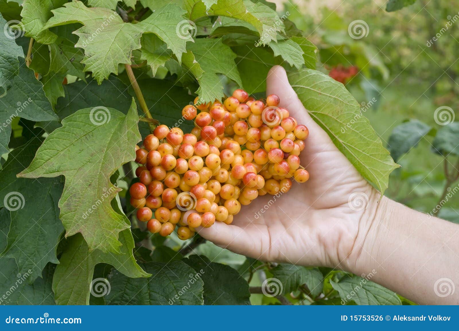 Cluster of a Guelderrose Berries in a Hand Stock Photo Image of