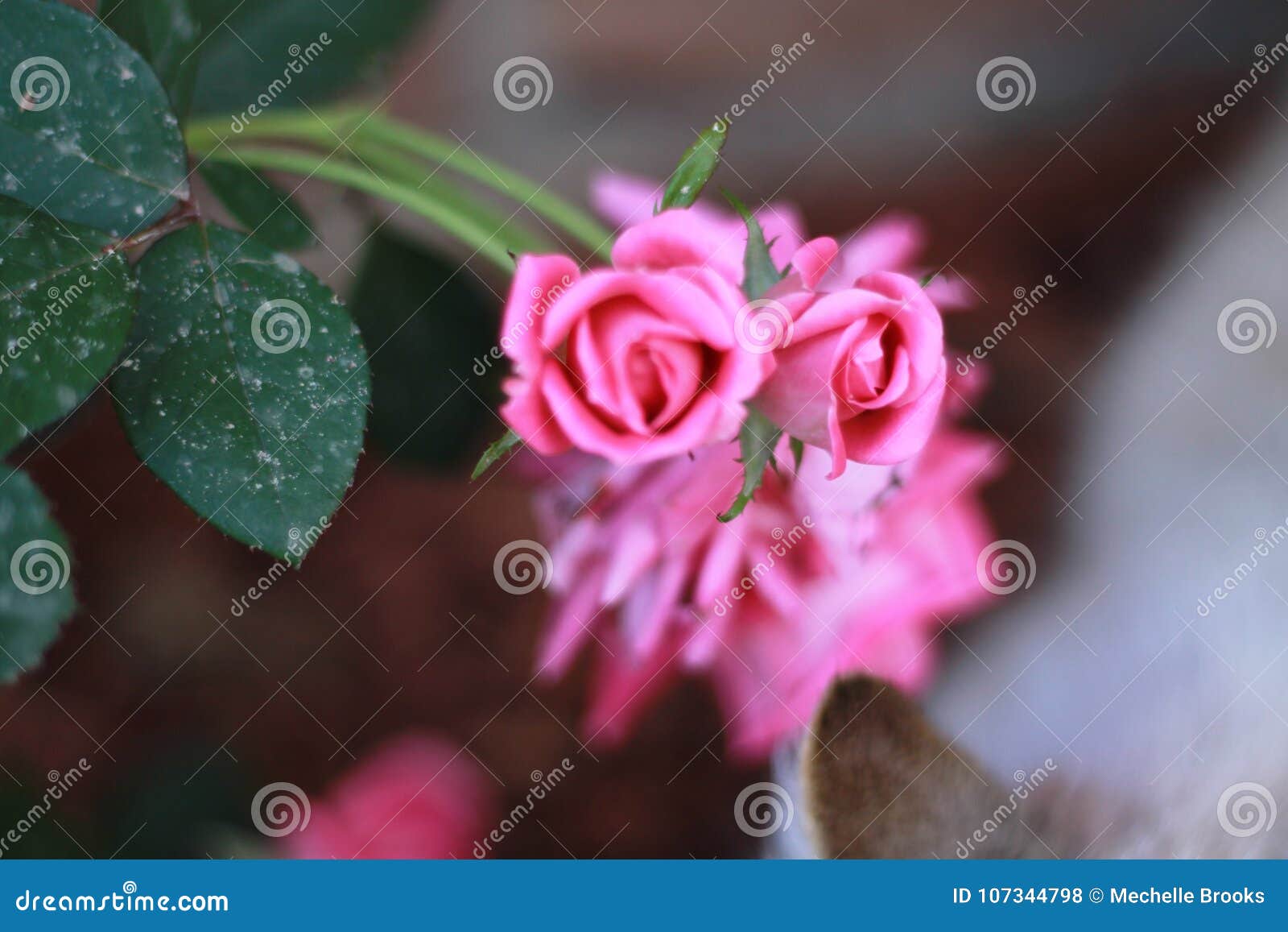 Cluster of Knock Out Pink Roses Stock Photo - Image of stems, flower ...