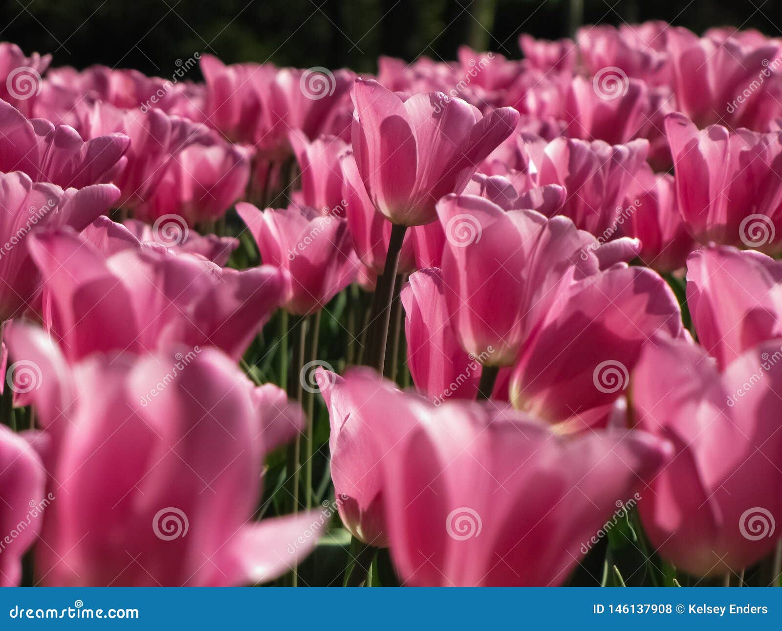 Cluster Of Light Pink Tulips Stock Photo Image Of Background