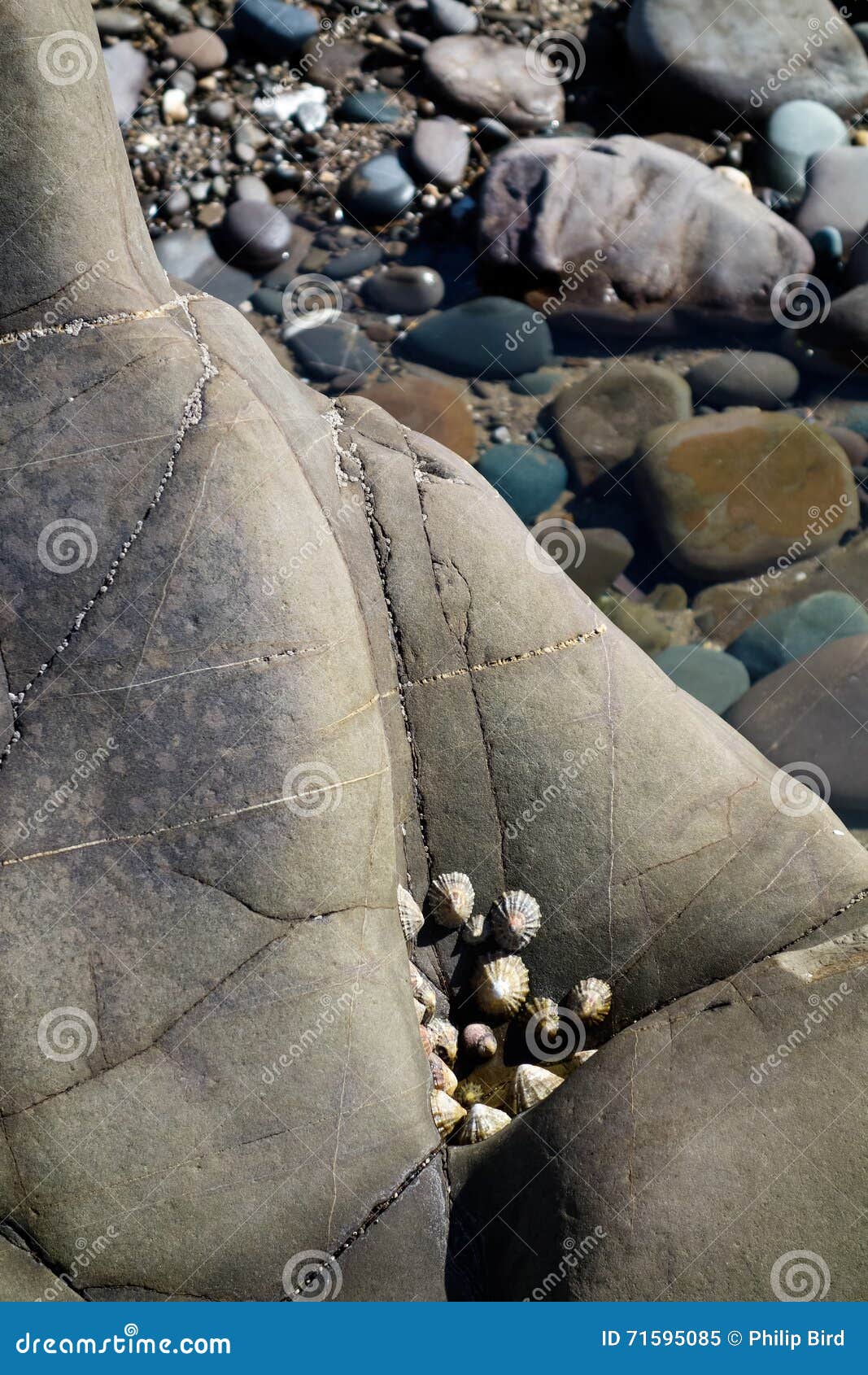 A cluster of Limpets stock image. Image of life, brown 71595085