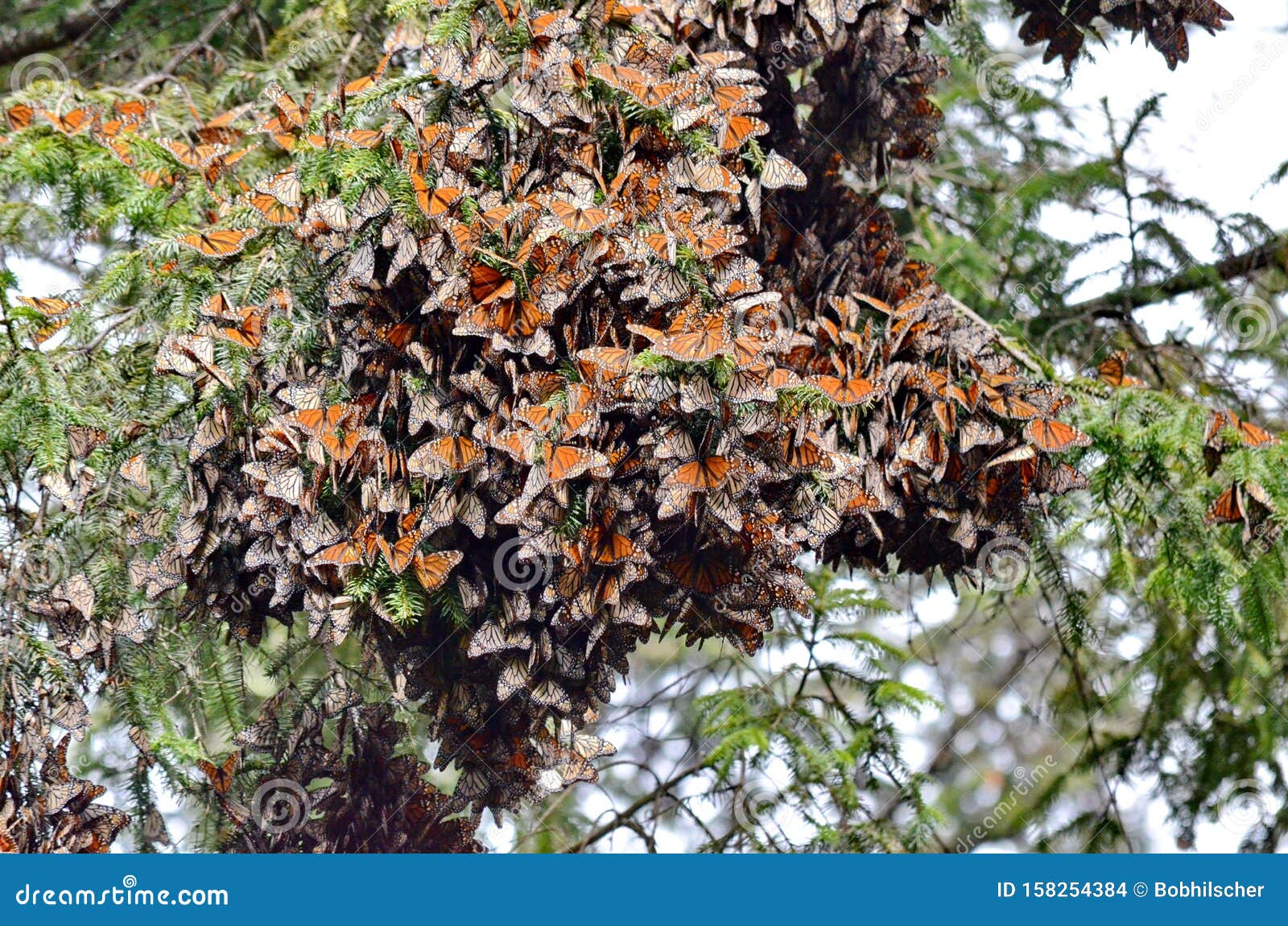 cluster of monarch butterflies on tree limbs at el capulin sanctuary