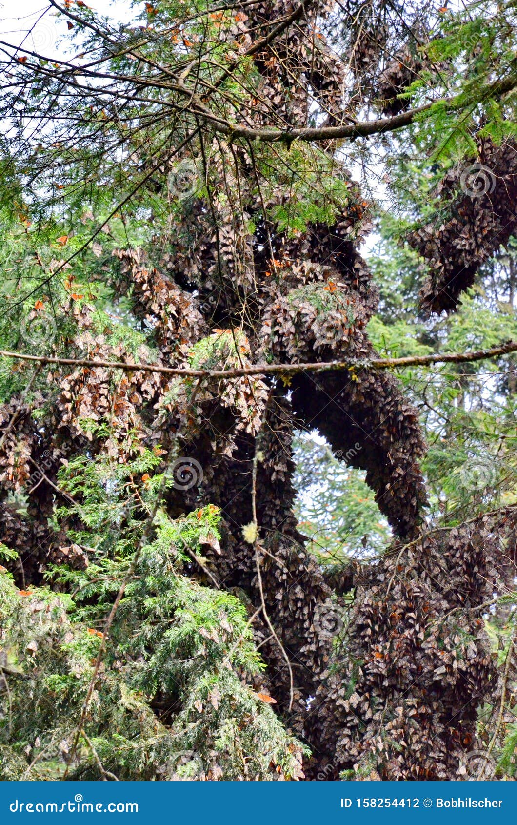 cluster of monarch butterflies on tree limbs at el capulin sanctuary