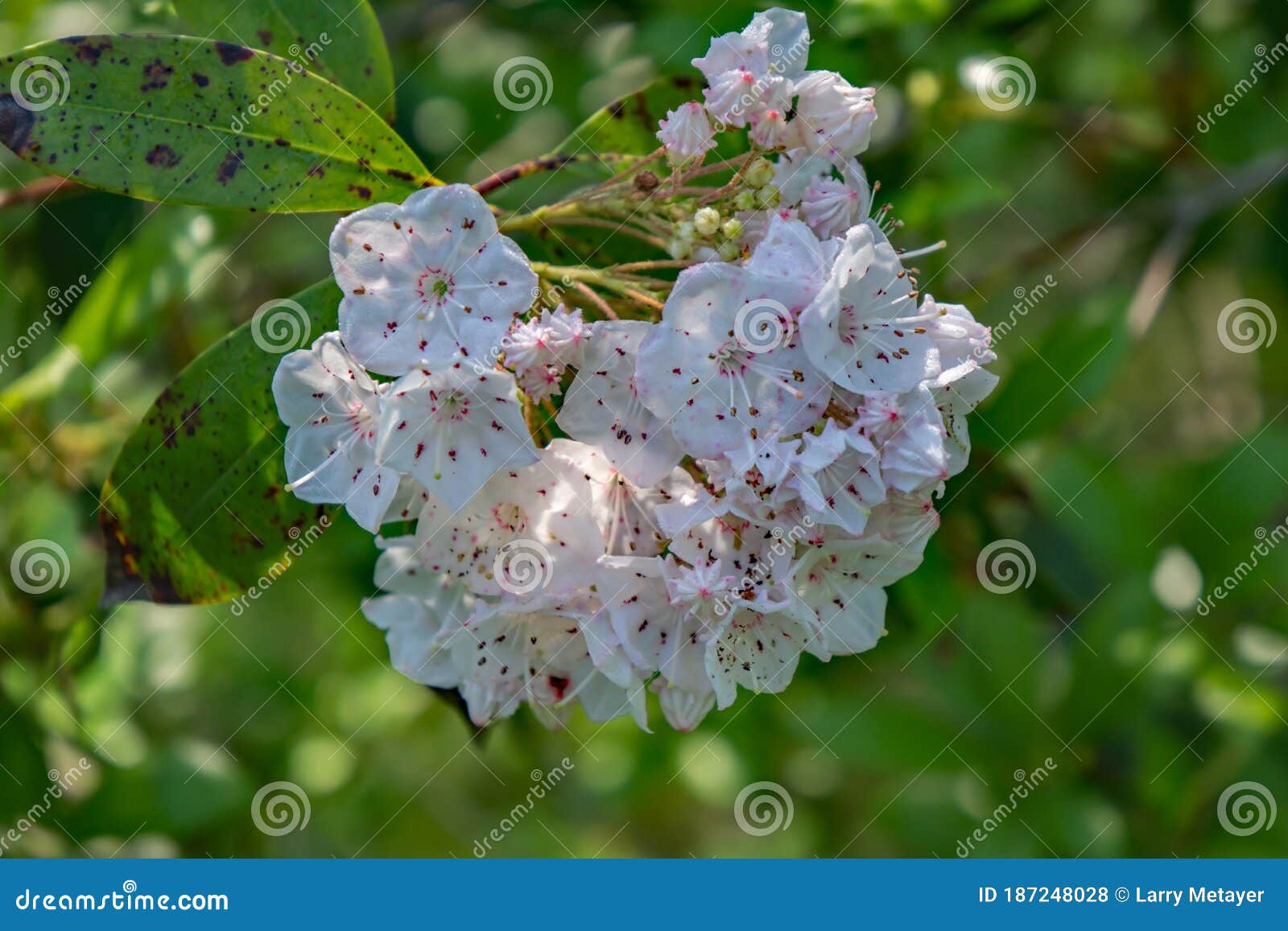 Cluster Of Mountain Laurel Kalmia Latifolia Stock Photo Image Of Bloom Flower 187248028