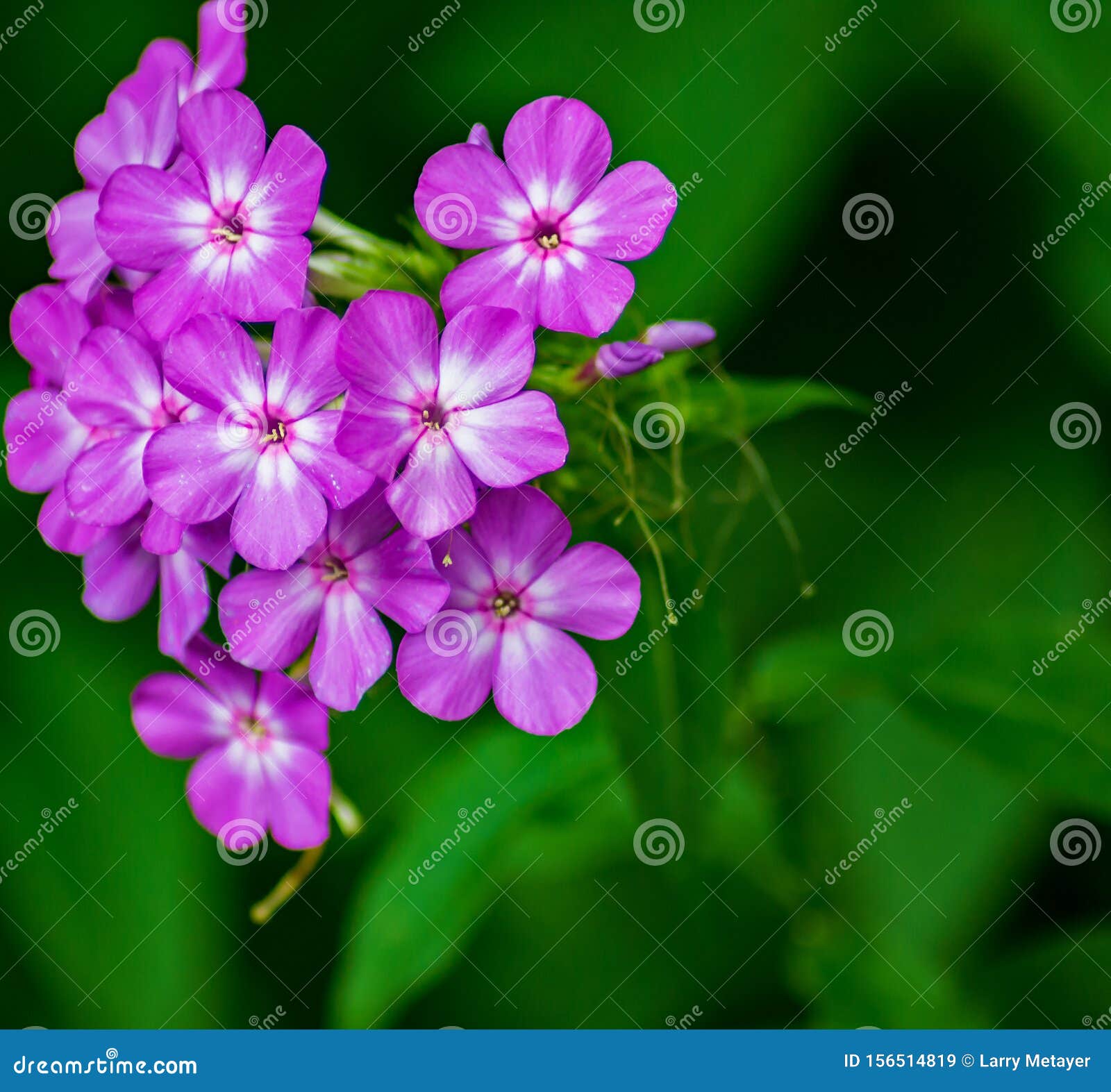 Cluster Phlox Wildbloemen, Phlox Carolina Stock Afbeelding - Image of ...