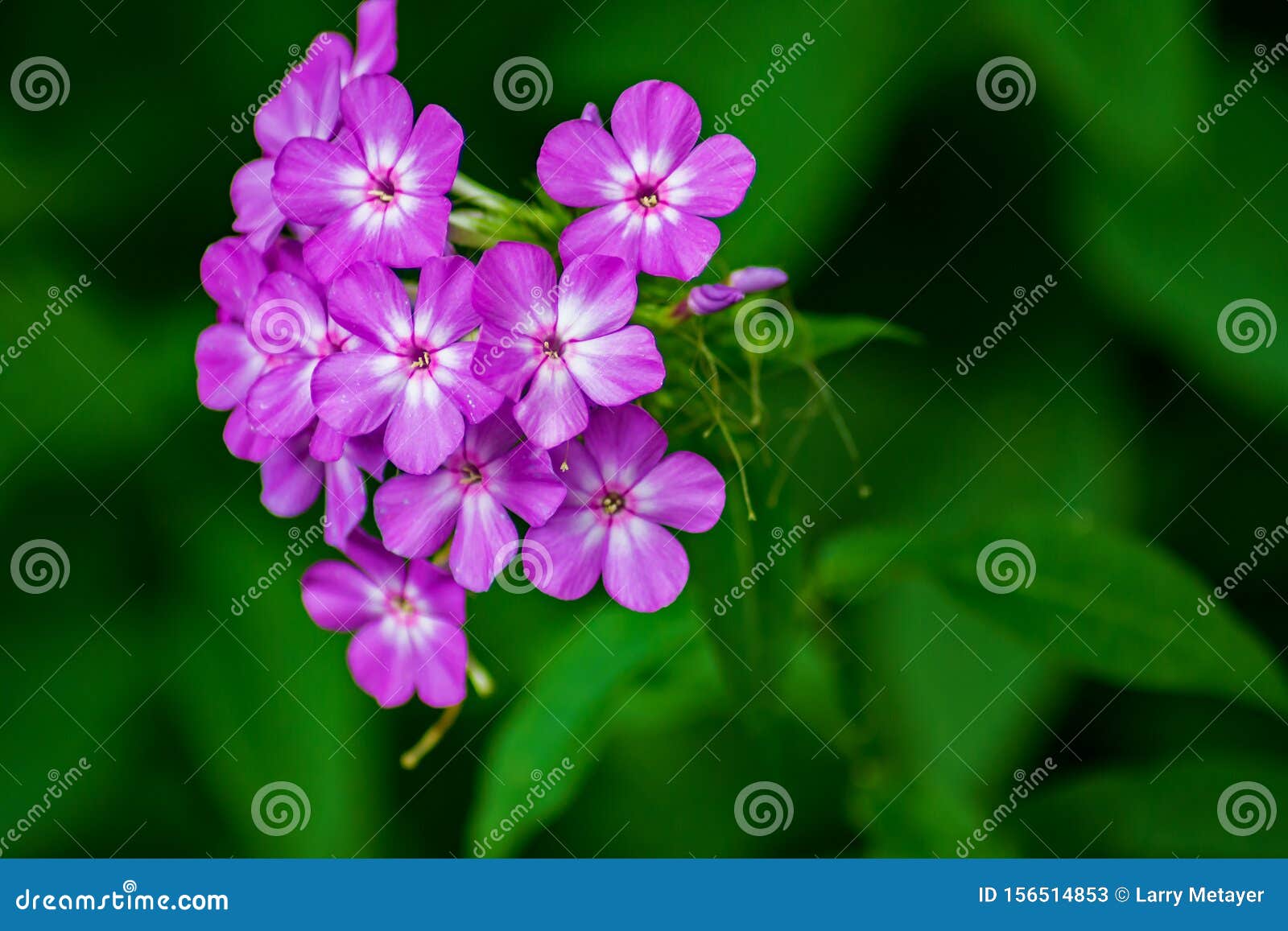 Cluster of Phlox Wildflowers, Phlox Carolina Stock Image - Image of ...
