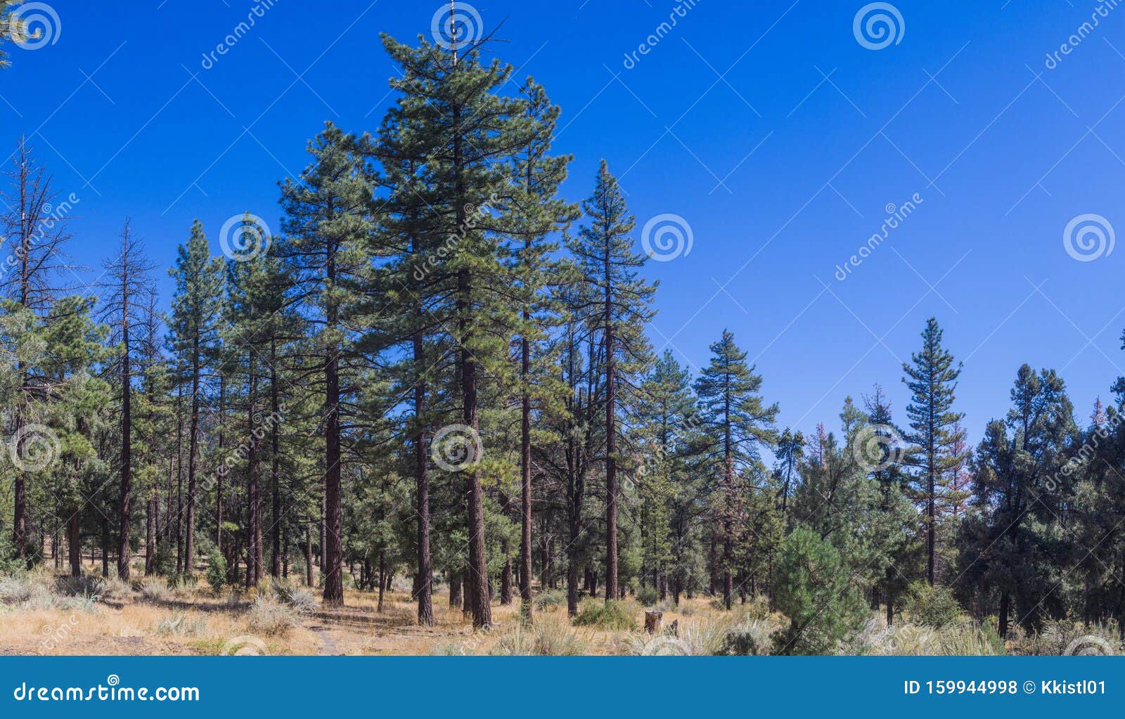 cluster of pine trees in the los padres national forest