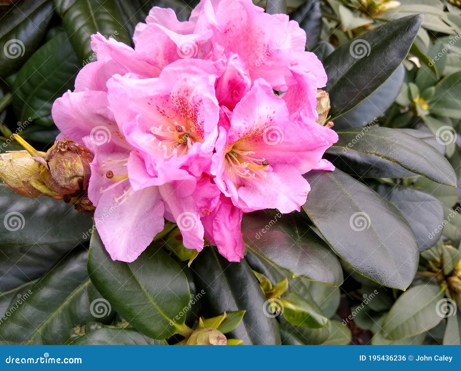 rhododendron 'scintillation'