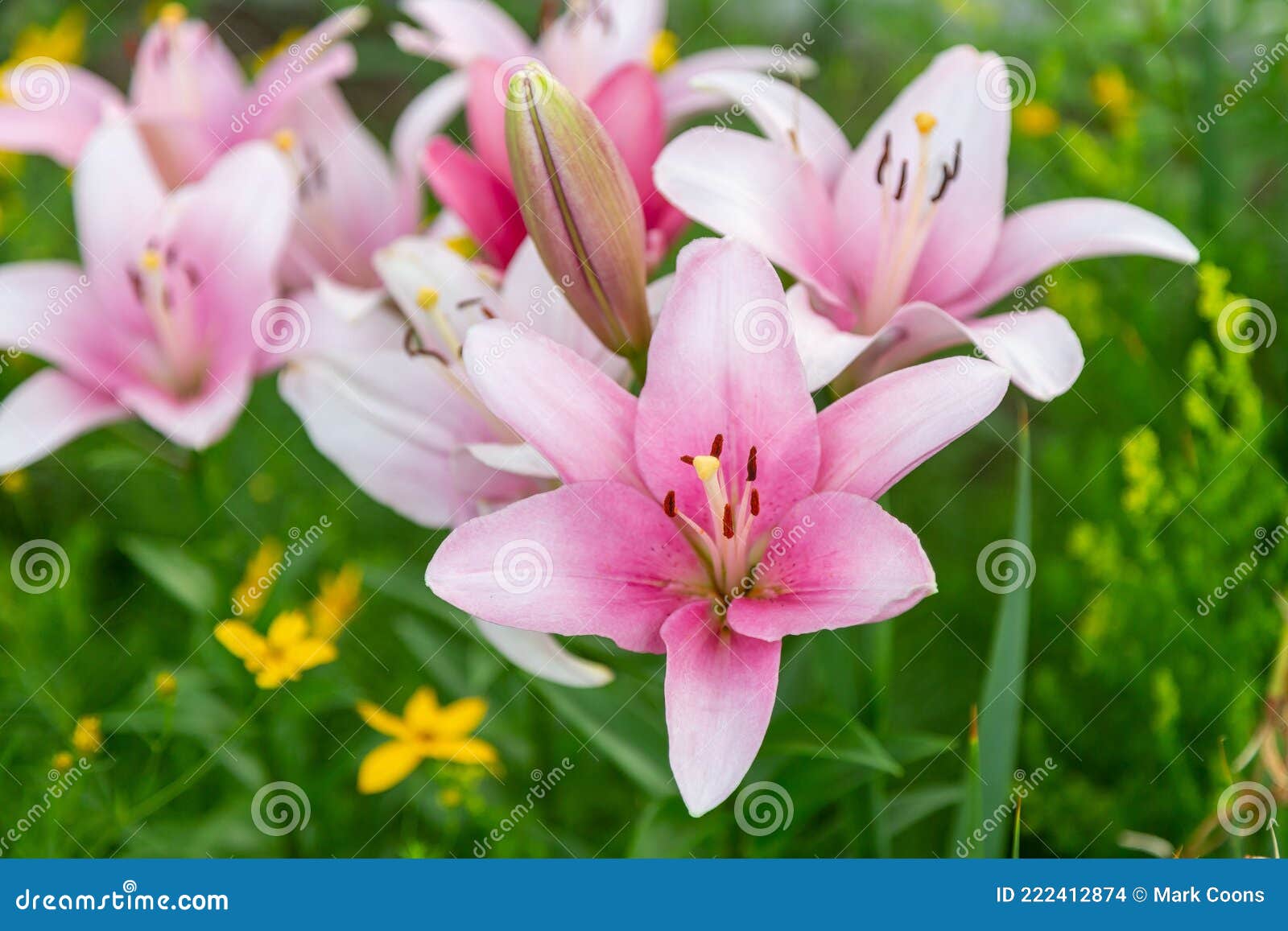 Cluster of Pink Lilies in the Front Garden Stock Photo - Image of ...