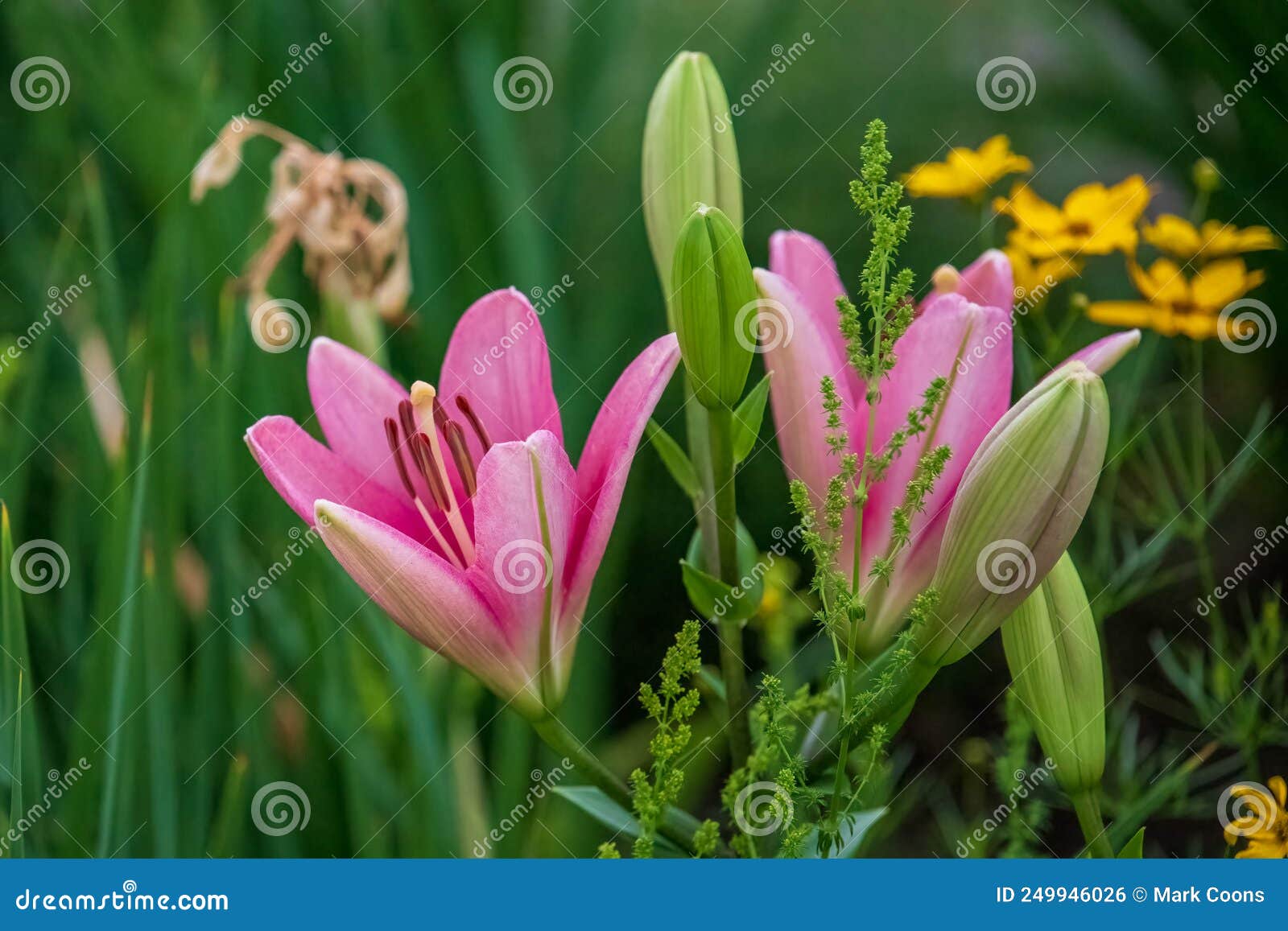 A Cluster of Pink Lilies in the Front Garden Stock Photo Image of
