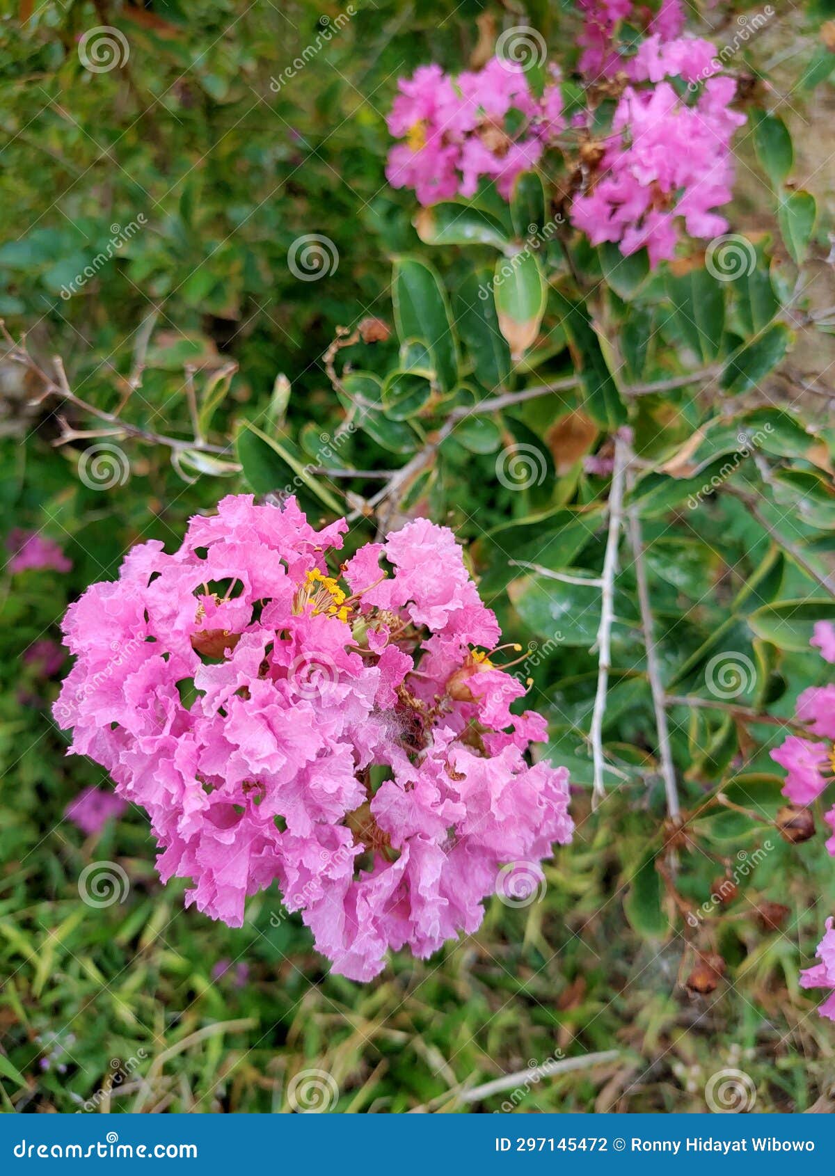 a cluster of pink mirto crespo - lagerstroemia indica l flowers