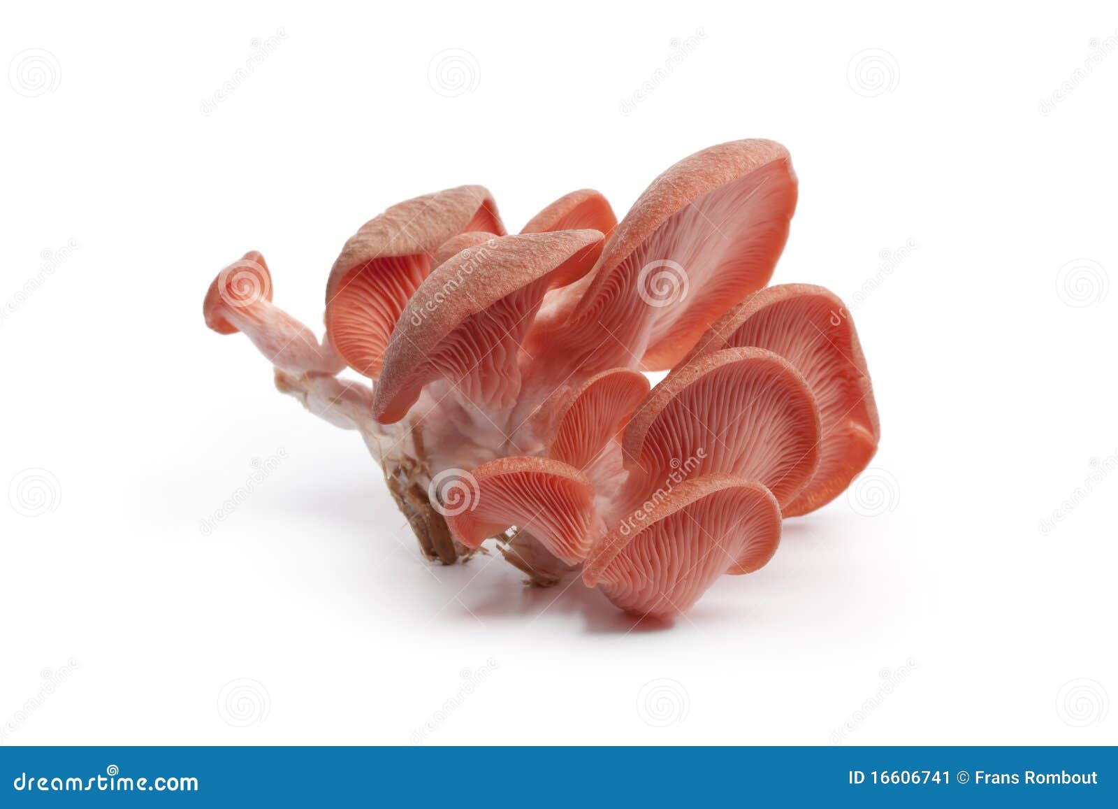cluster of pink oyster mushrooms