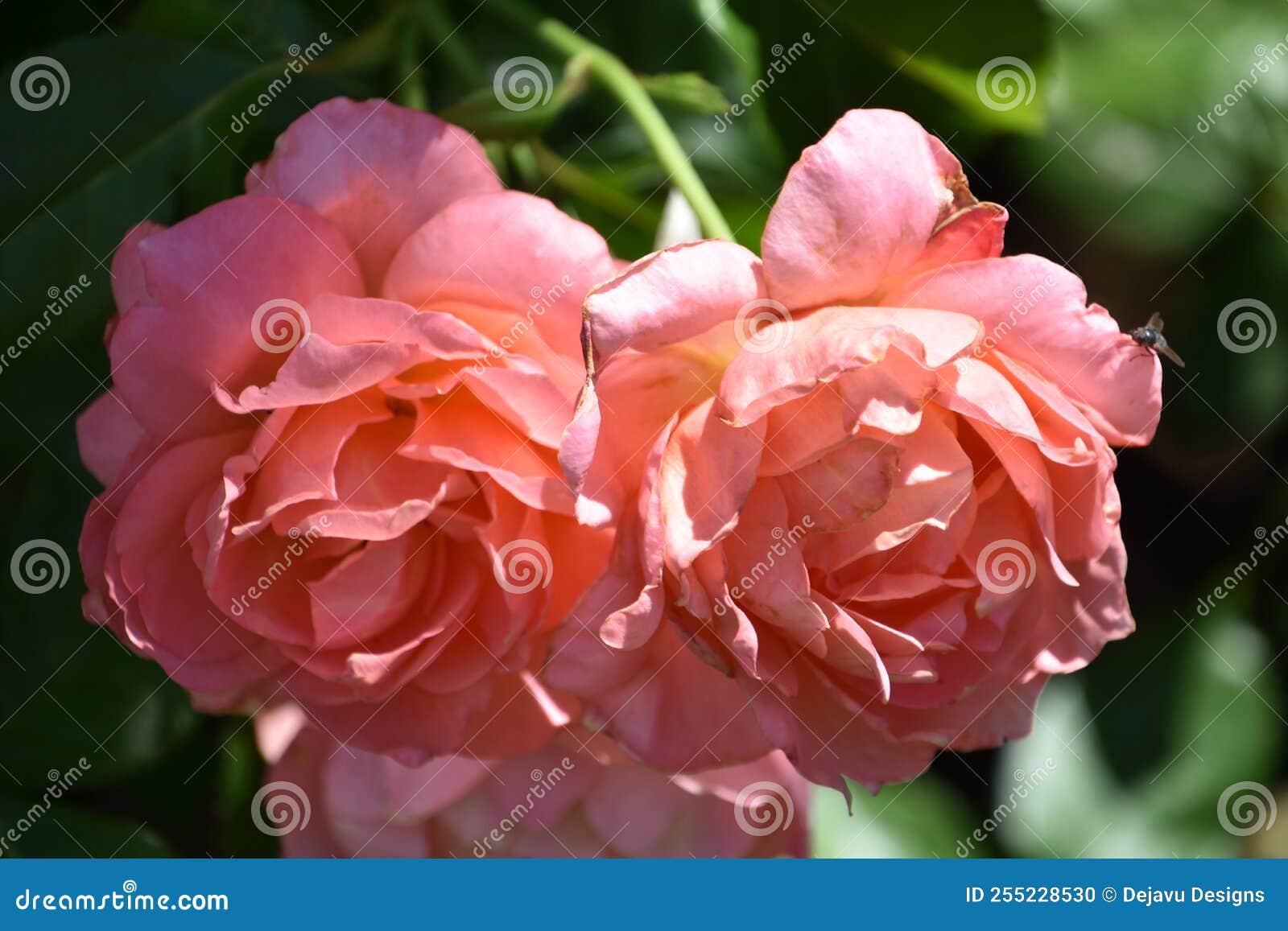 Cluster of Pink Roses Blooming on a Bush Stock Photo - Image of pretty ...