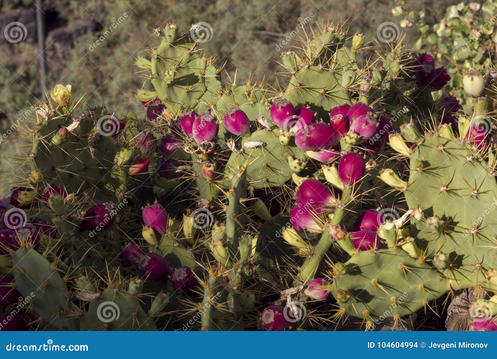 cluster of prickly pears or higo cactuses edible fruits. tropic