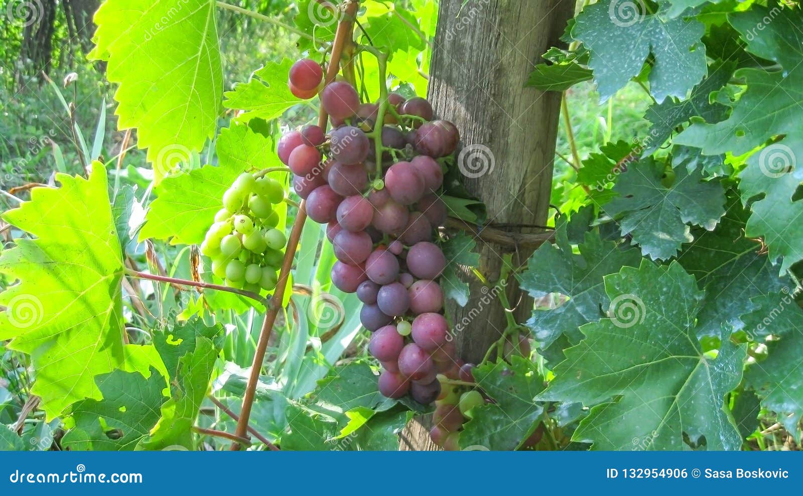 Cluster Red Cardinal Table Grapes Stock Photo Image of harvest, fruit 132954906