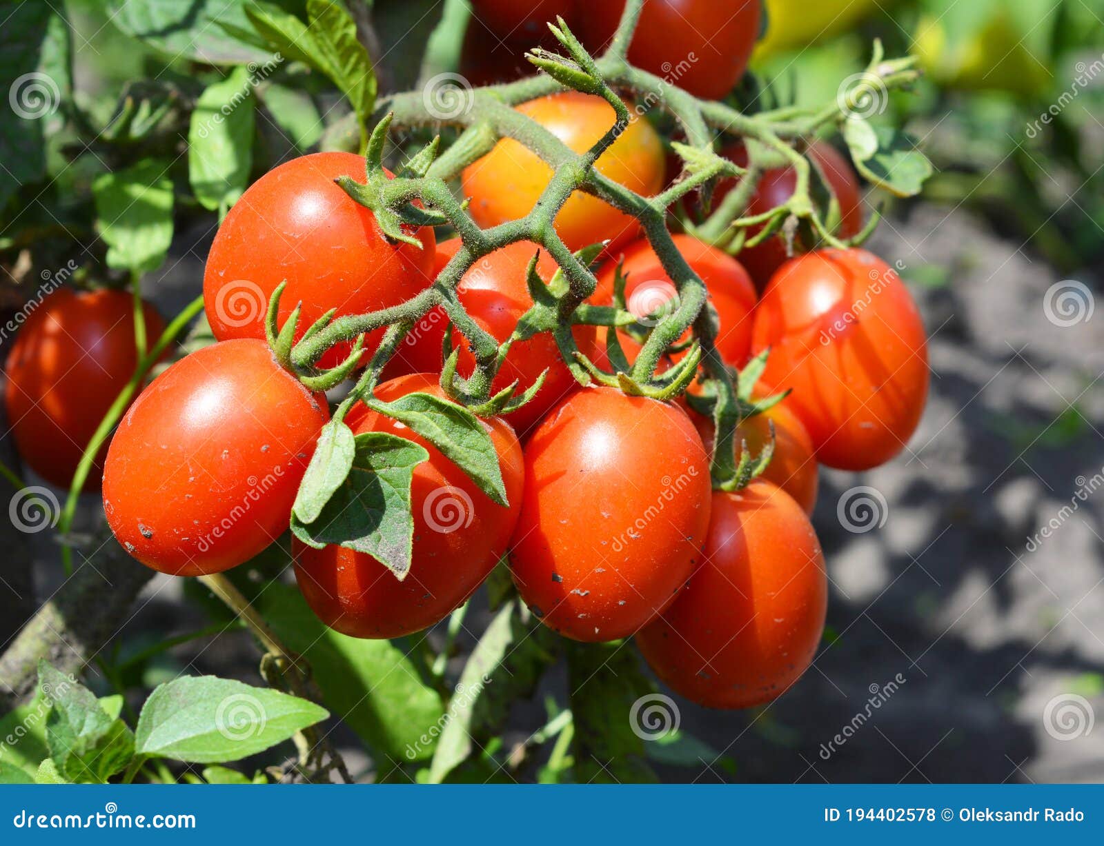 a cluster of red plum, roma, paste tomatoes on a tomato plant growing in a vegetable garden promises good tomato harvest