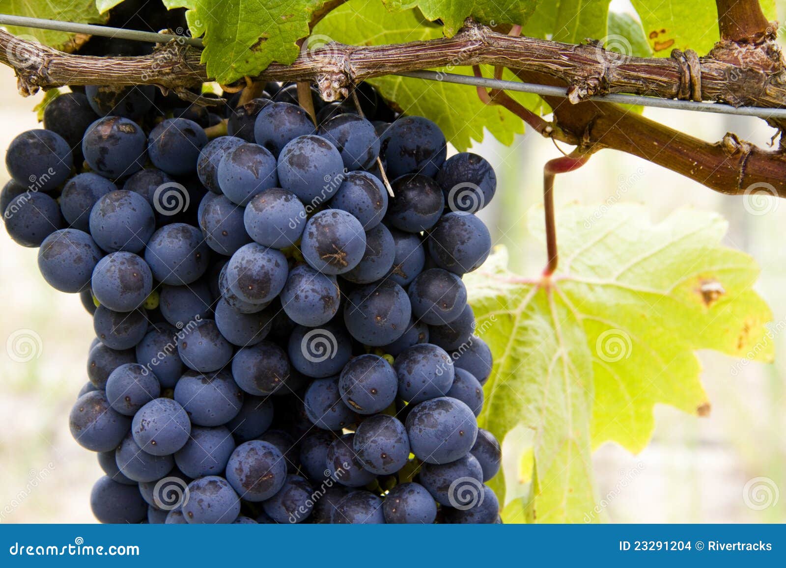 Cluster of Red Wine Producing Grapes Stock Photo Image of raisins