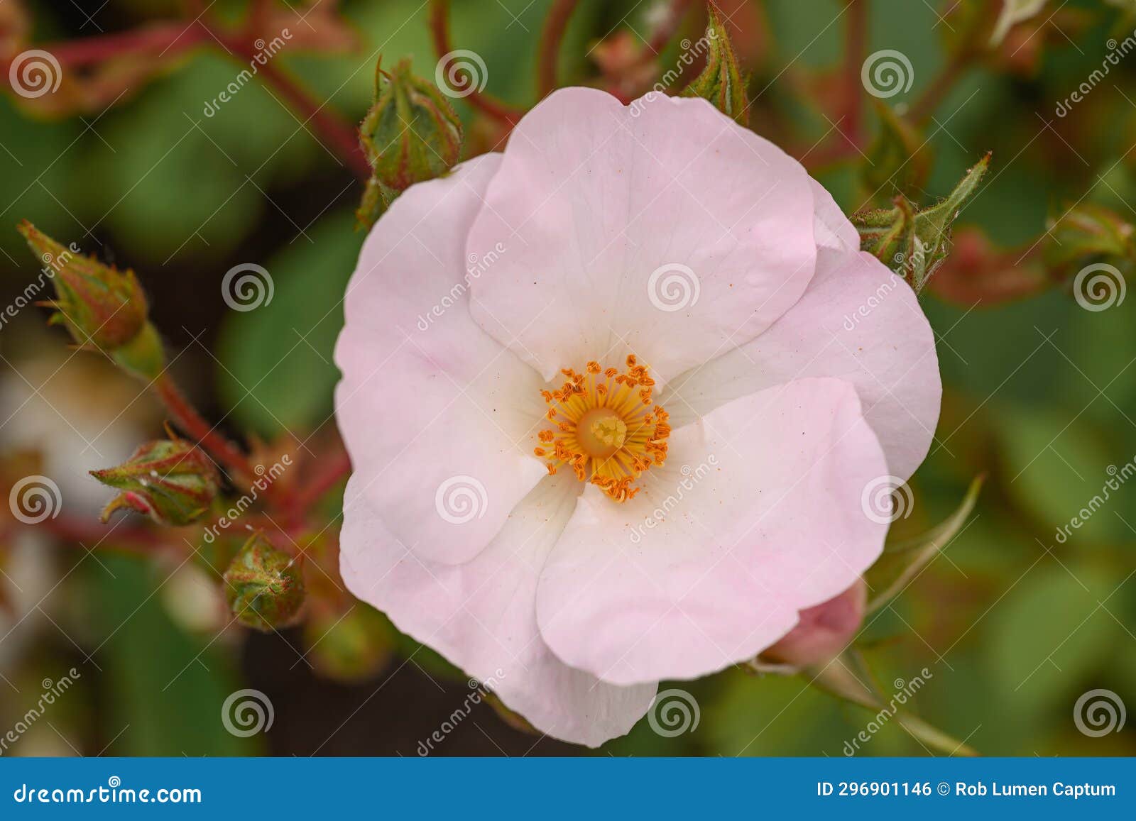 cluster rose rosa mira, a single pale pink flower