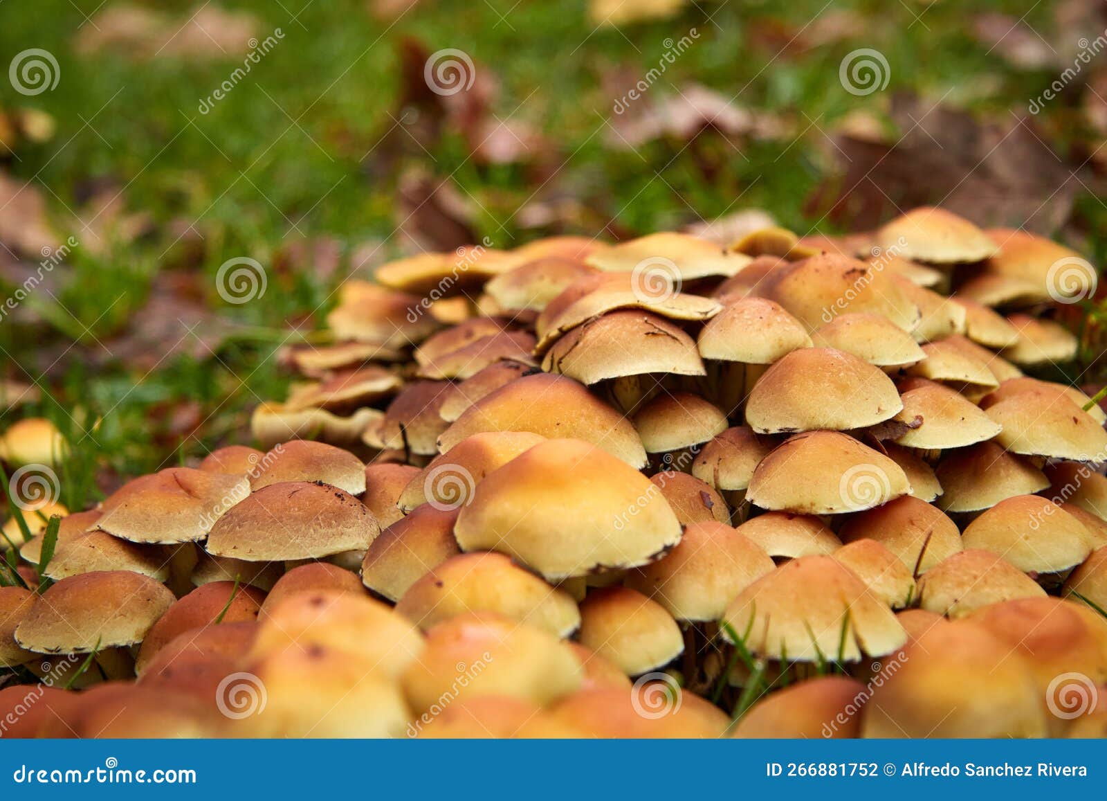 Cluster of Small Orange Colored Mushrooms Growing on the Grass Stock