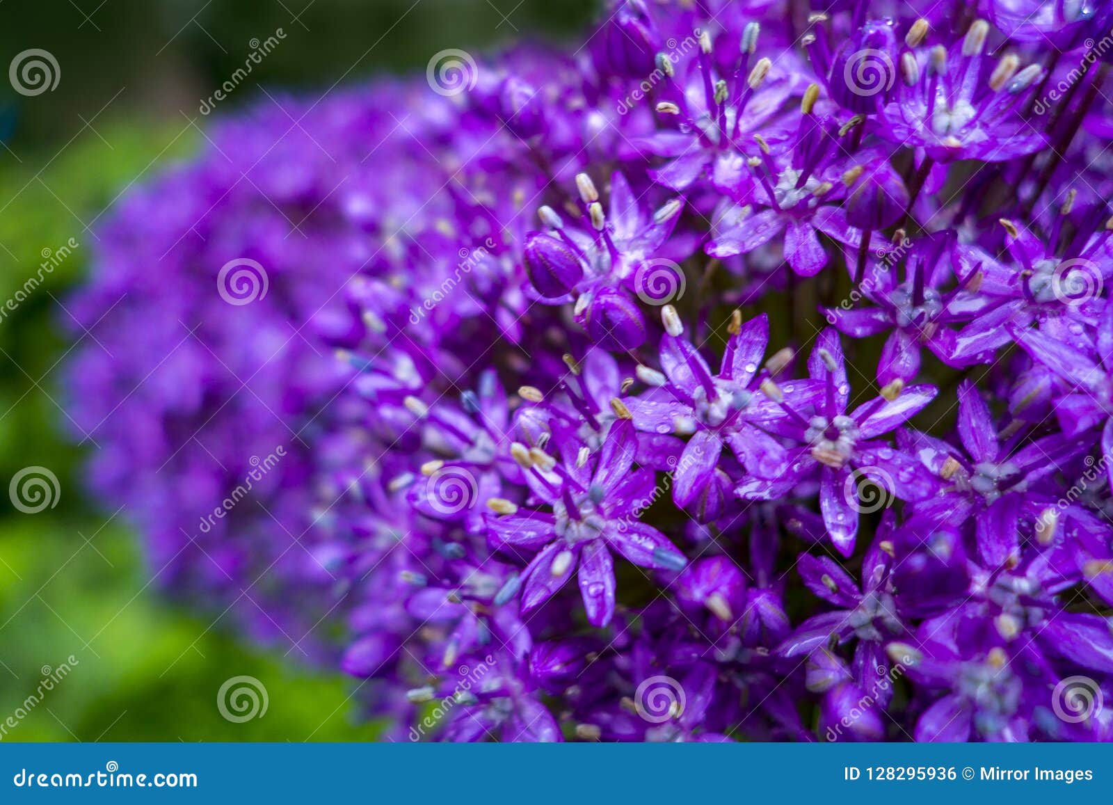 Cluster Of Small Purple Flowers Wet With Rain Drops Stock - 