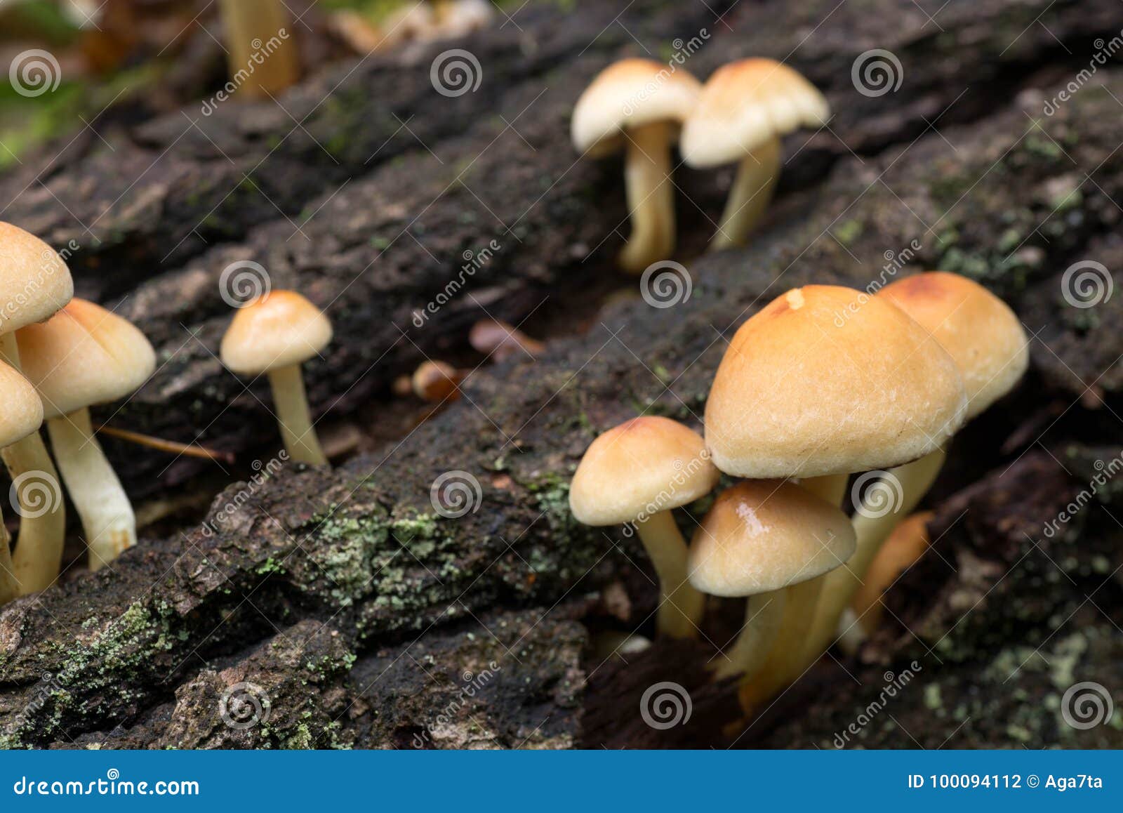 cluster of sulphur tuft hypholoma fasciculare