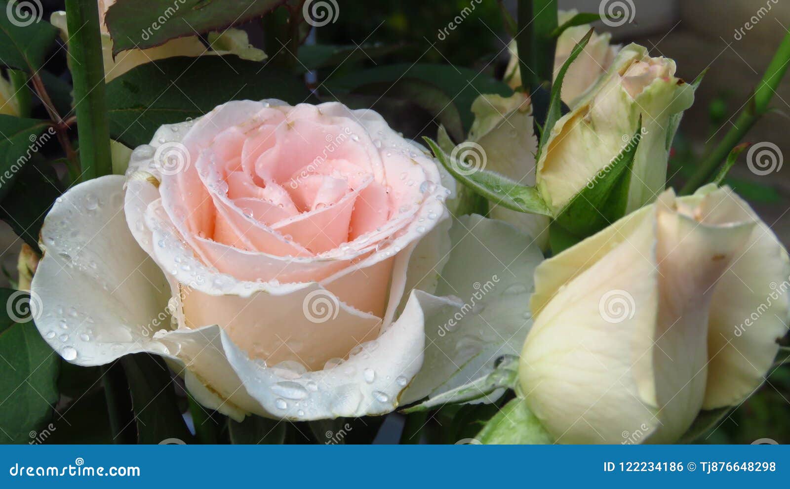 Cluster van Ivoor Rose Buds, Groene Bladeren en Lange Stammen Natuurlijke Rose Bushes in de Tuin