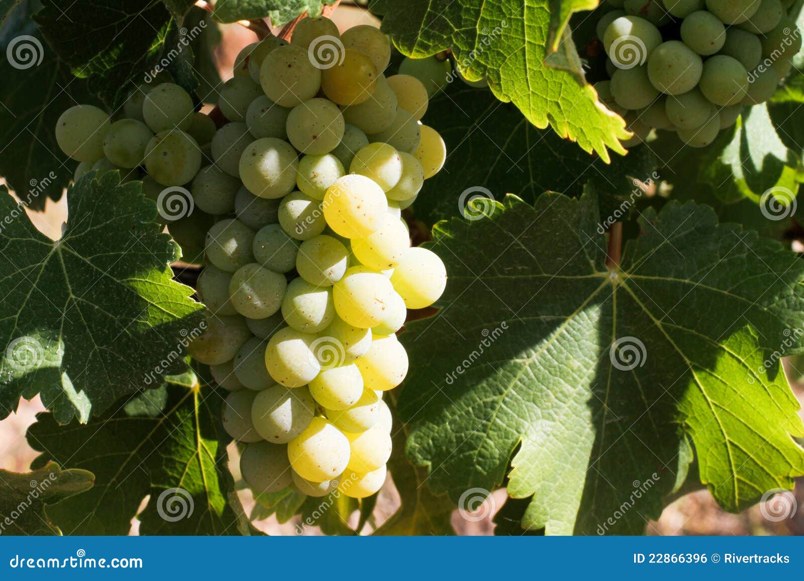 Cluster of White Wine Producing Grapes Stock Photo Image of juice