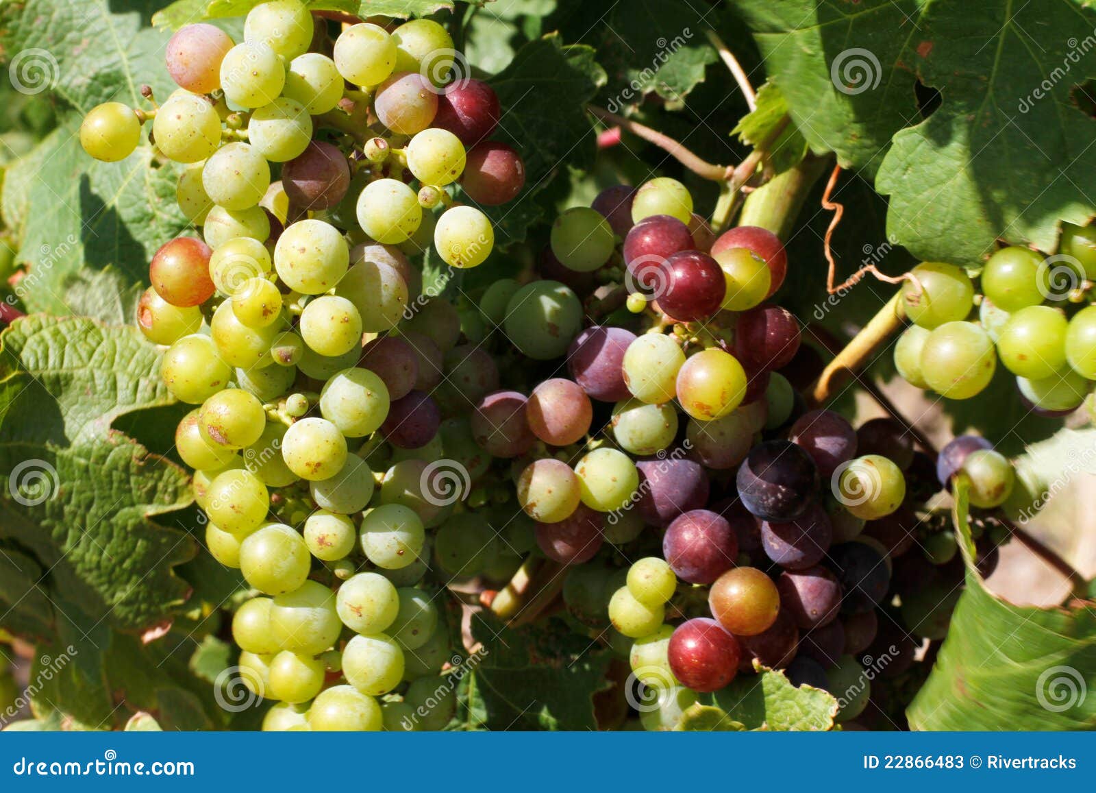 Cluster of Wine Producing Grapes Stock Image Image of currant, grape