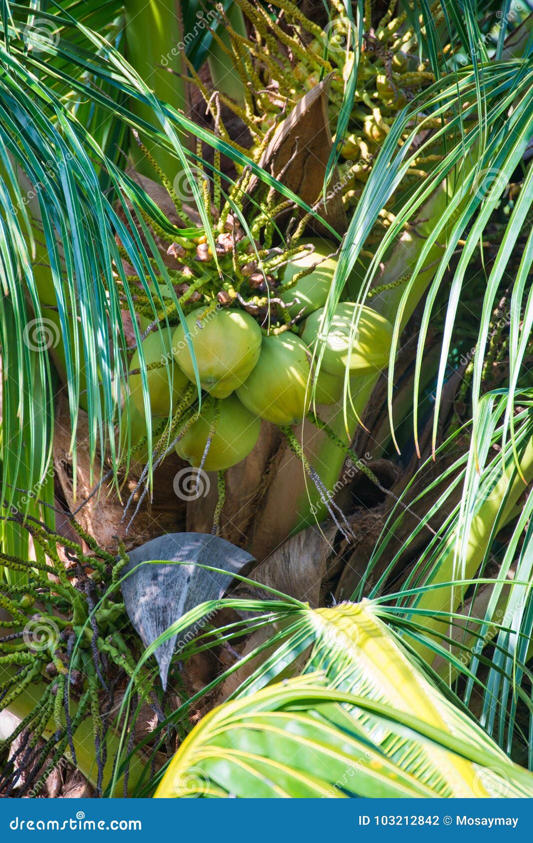 Cluster of Young Coconut on Coconut Tree Stock Photo Image of cluster
